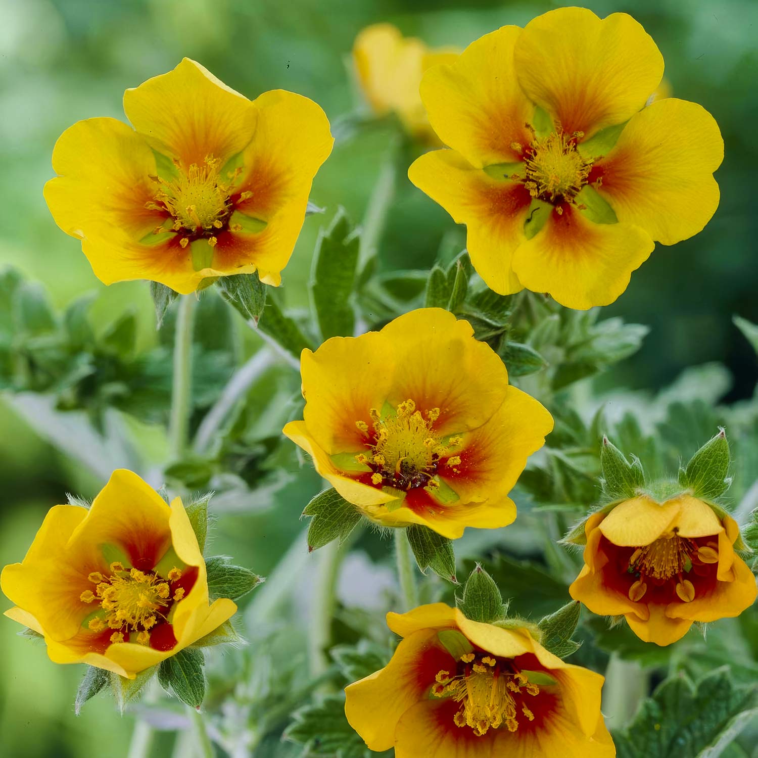 Potentilla atrosanguinea var. argyrophylla
