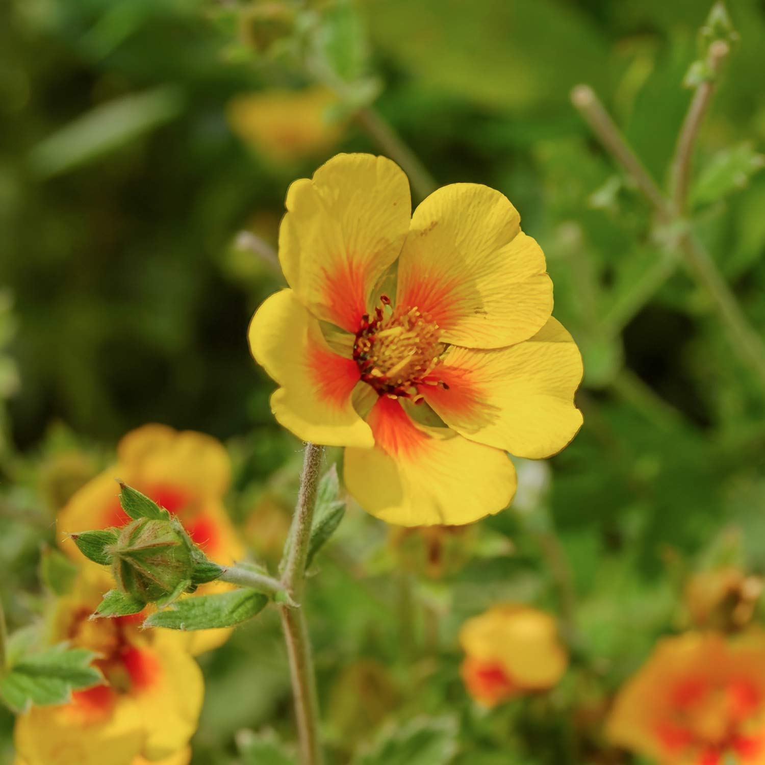 Potentilla atrosanguinea var. argyrophylla