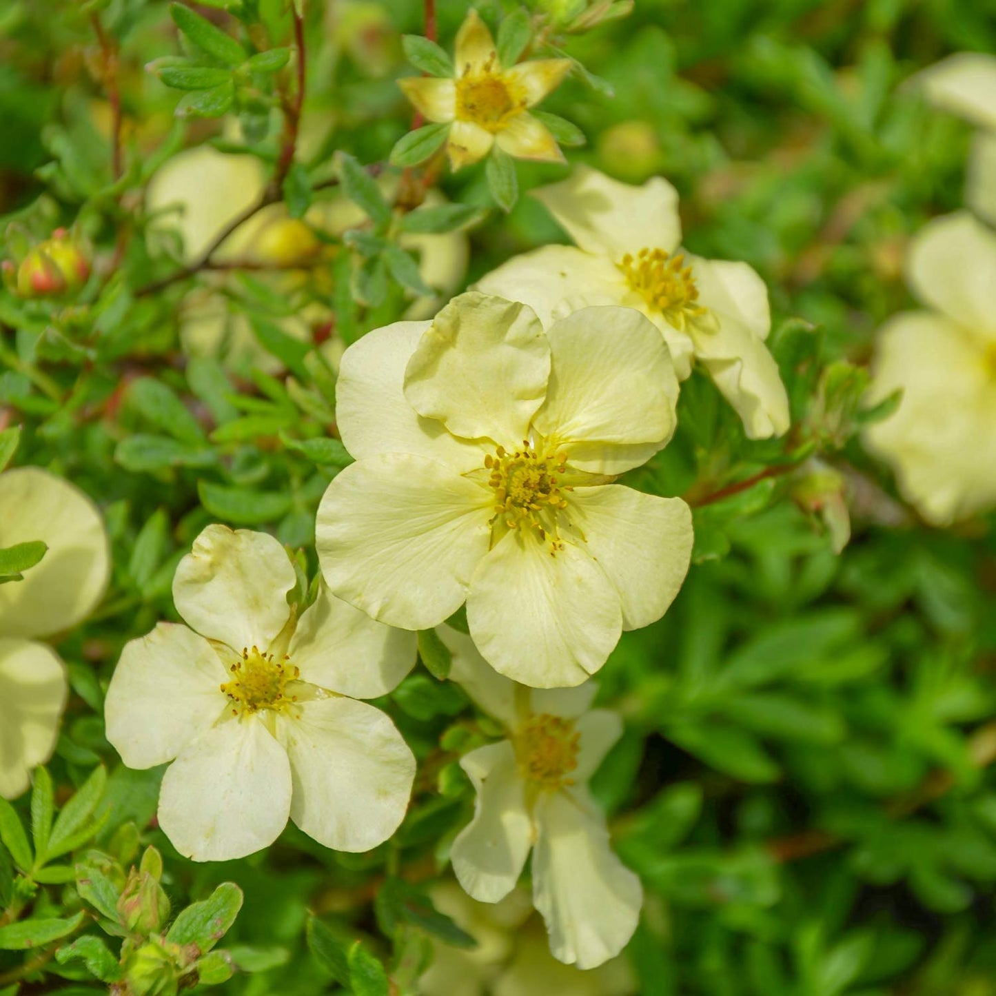 POTENTILLA fruticosa CREAM'ISSIMA