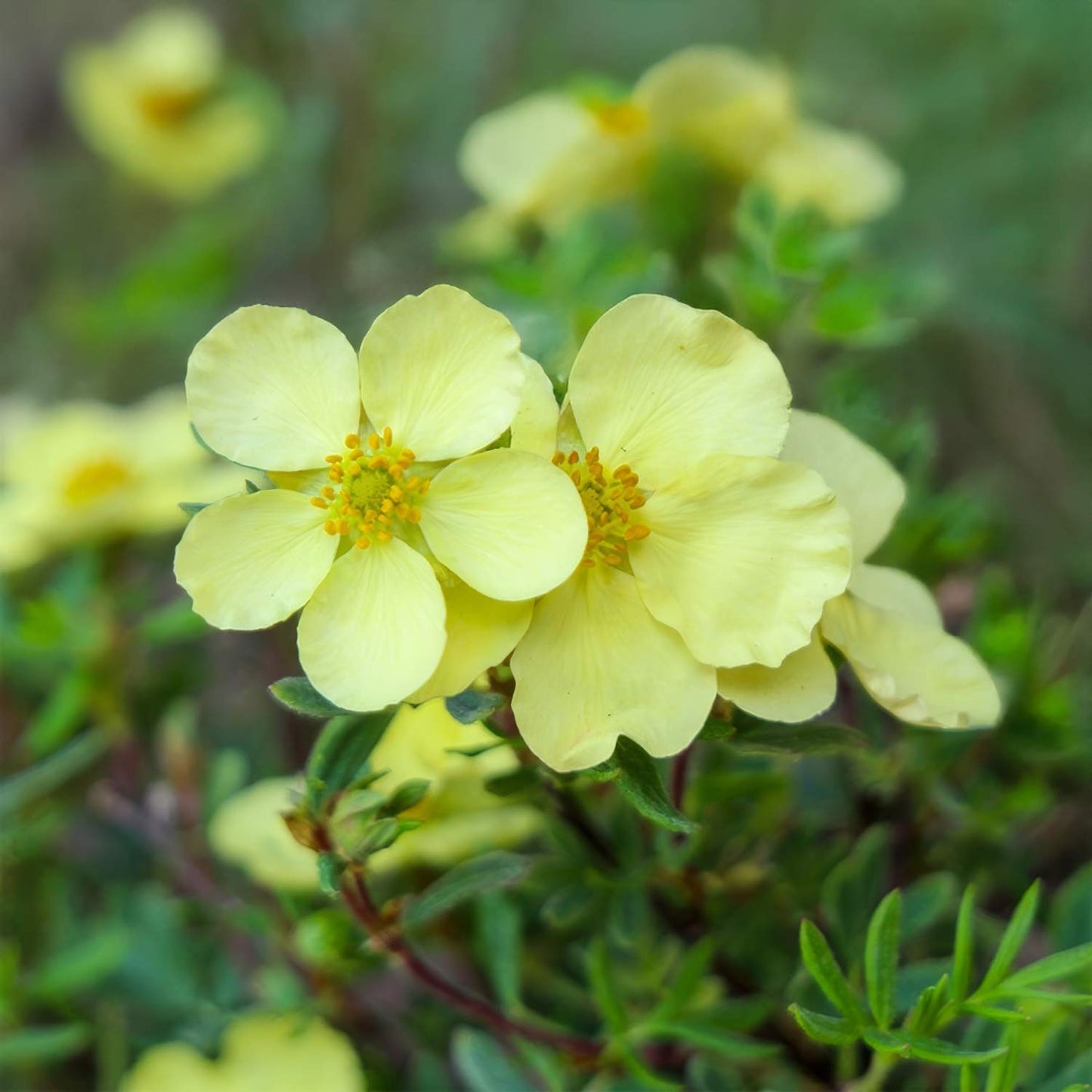POTENTILLA fruticosa CREAM'ISSIMA