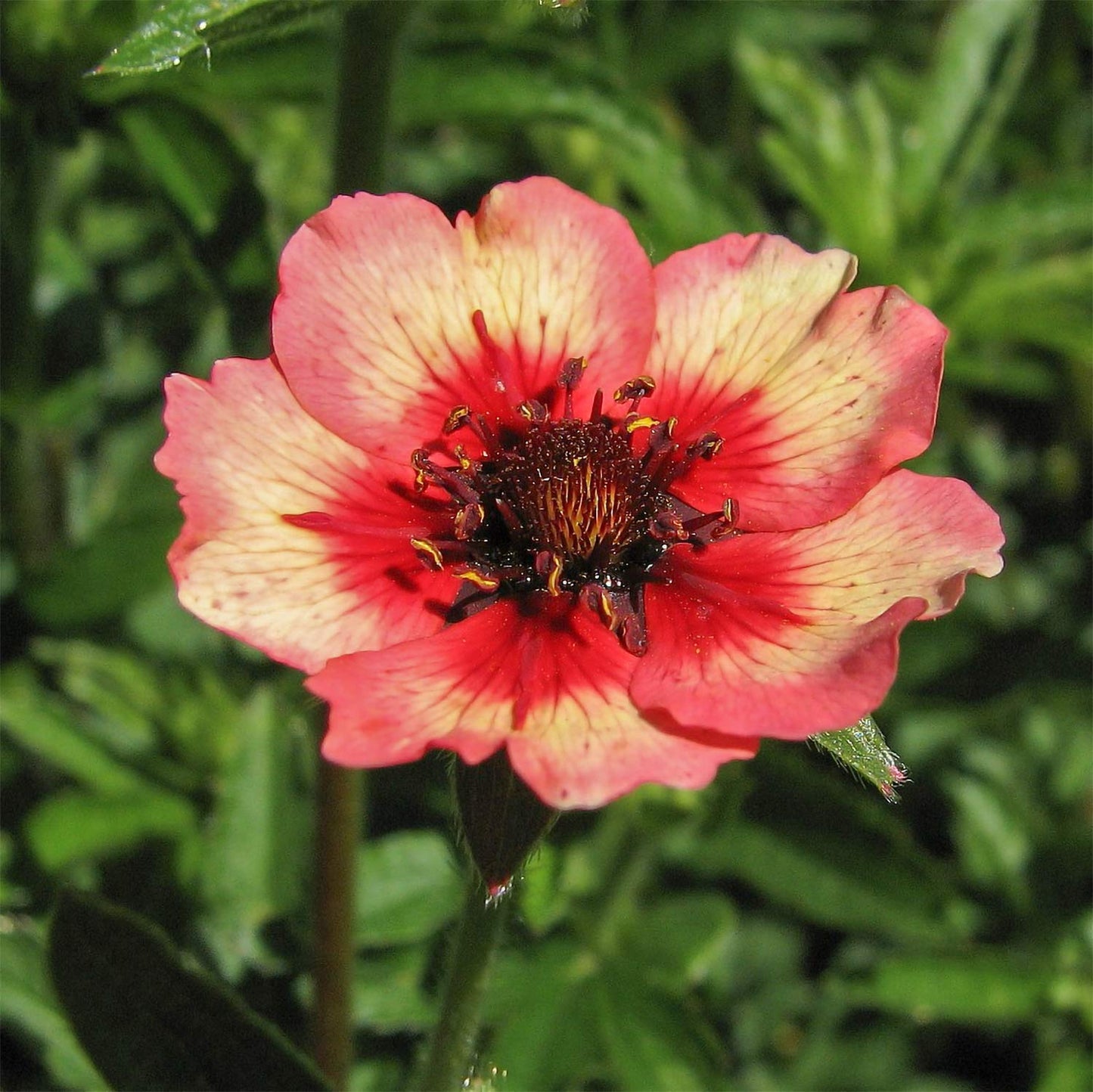Potentilla nepalensis 'Roxana'