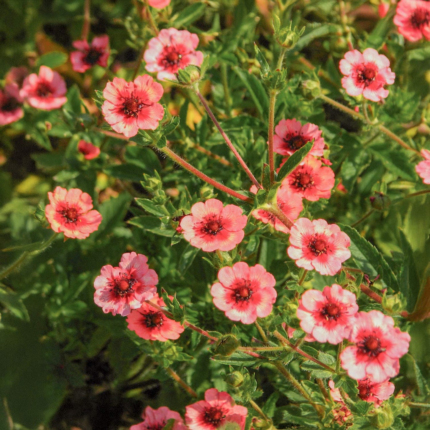 Potentilla nepalensis 'Roxana'