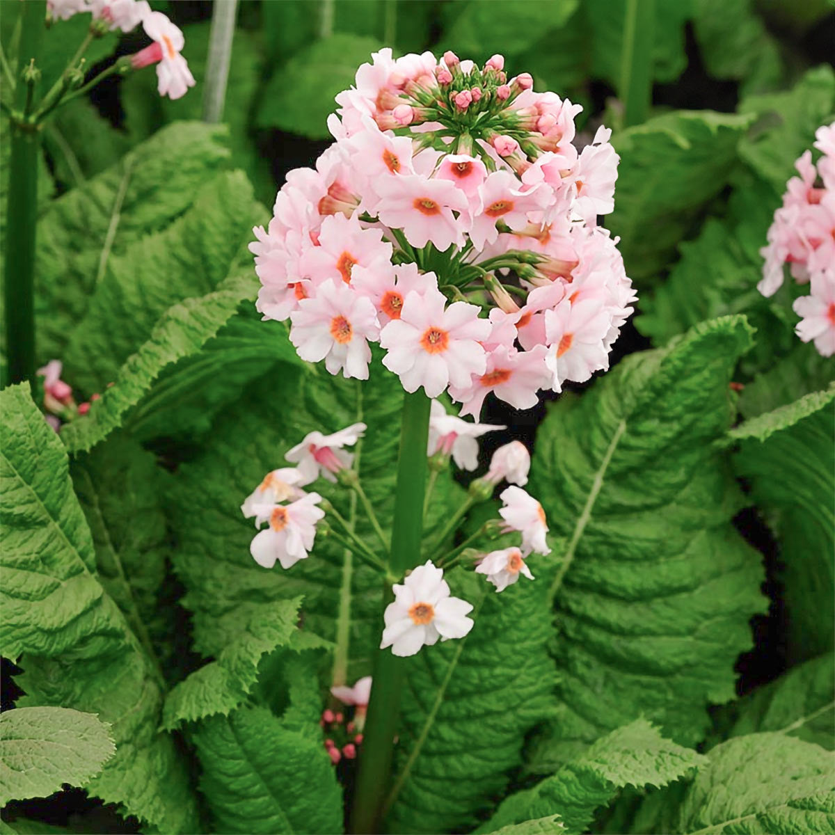 Primula japonica ‘Apple Blossom’