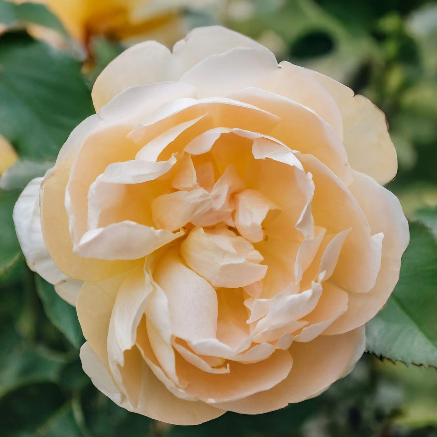 Rosa 'Dannahue'