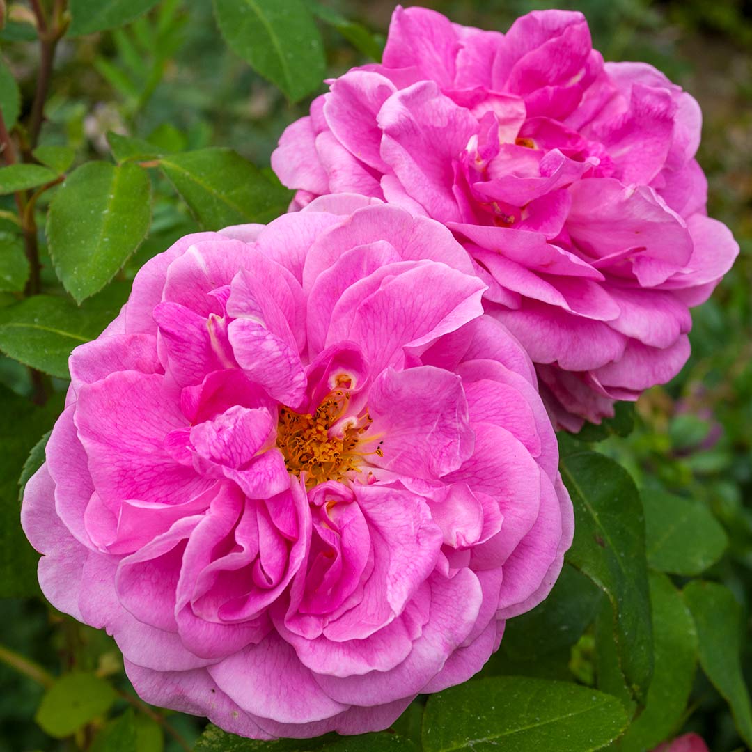 Rosa 'Gertrude Jekyll'