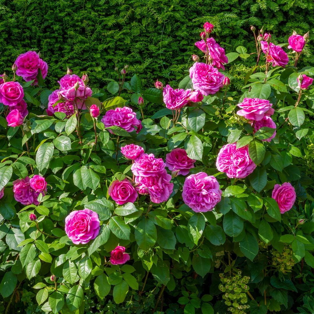 Rosa 'Gertrude Jekyll'
