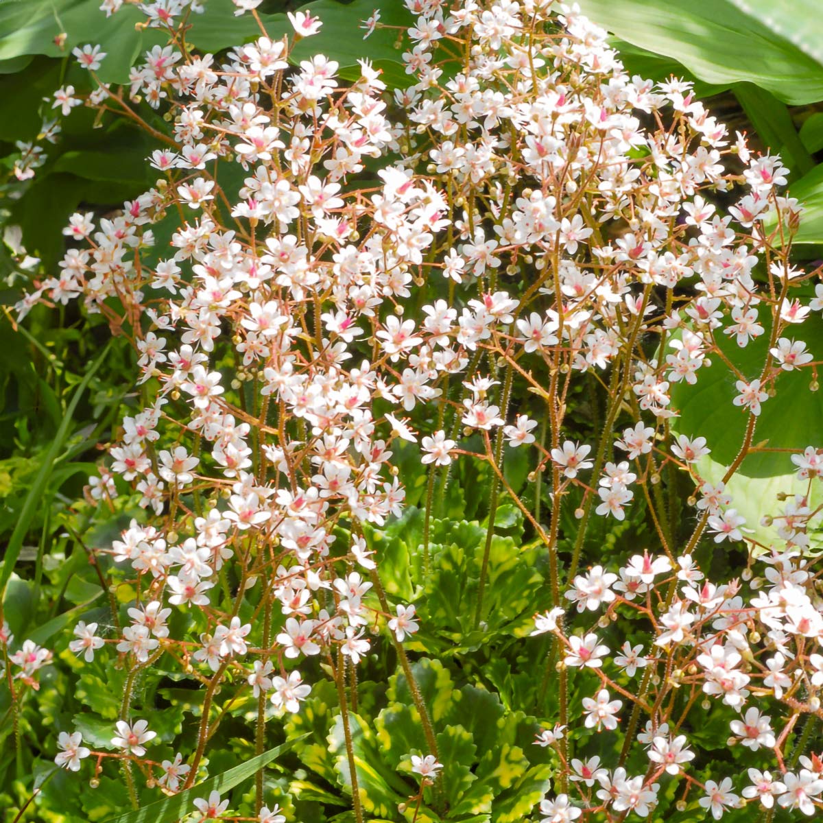 Saxifraga x urbium 'Variegata'