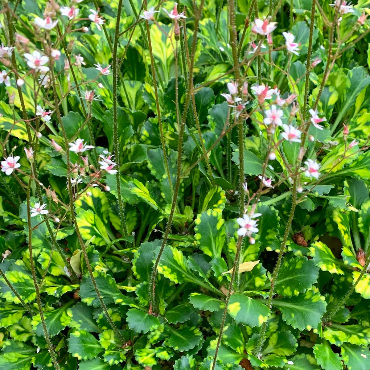 Saxifraga x urbium 'Variegata'