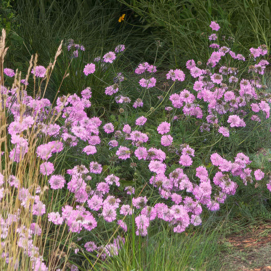 Scabiosa incisa 'Kudo Pink'. Pink flowers with green foliage in a natural setting