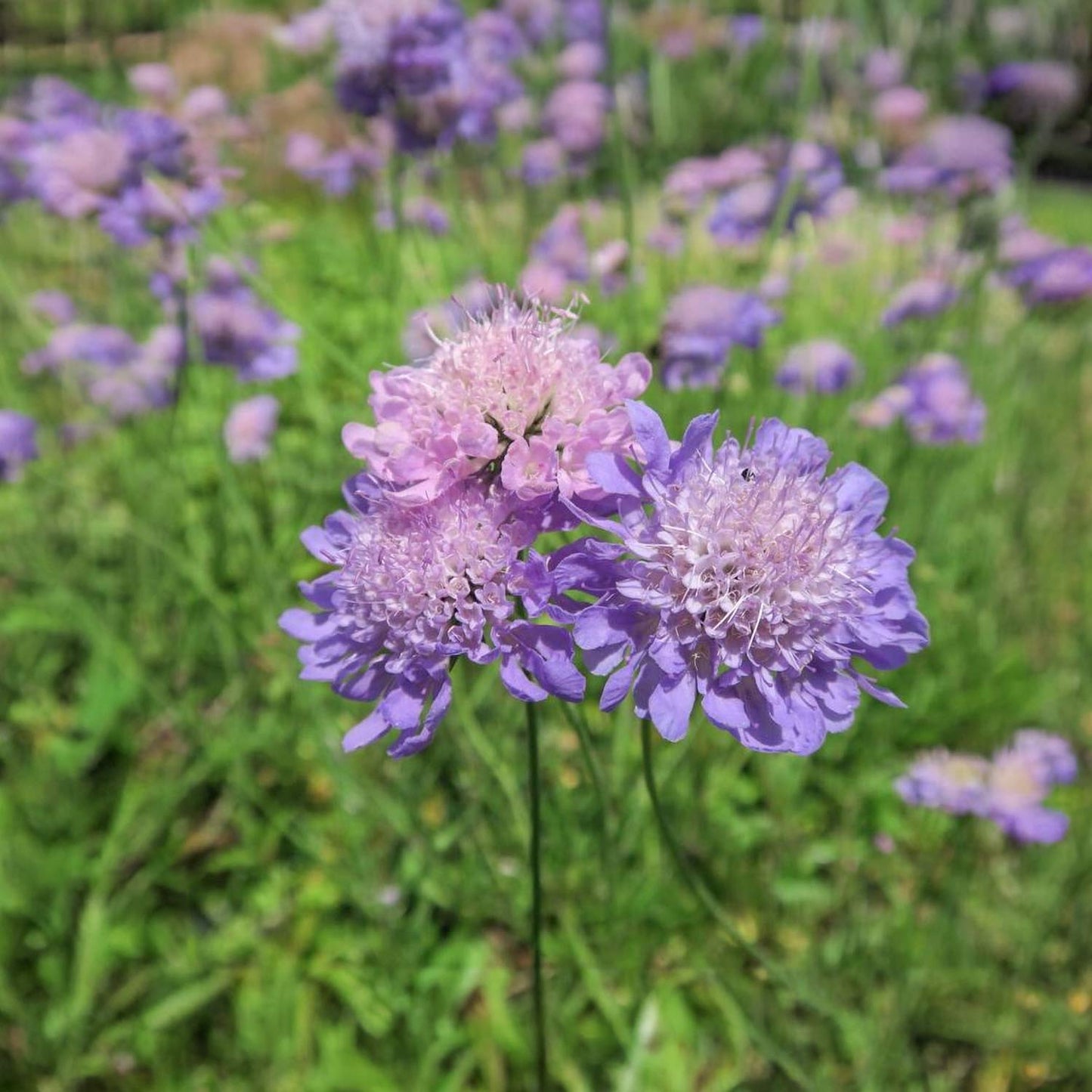 Scabiosa columbaria 'Misty Butterflies'