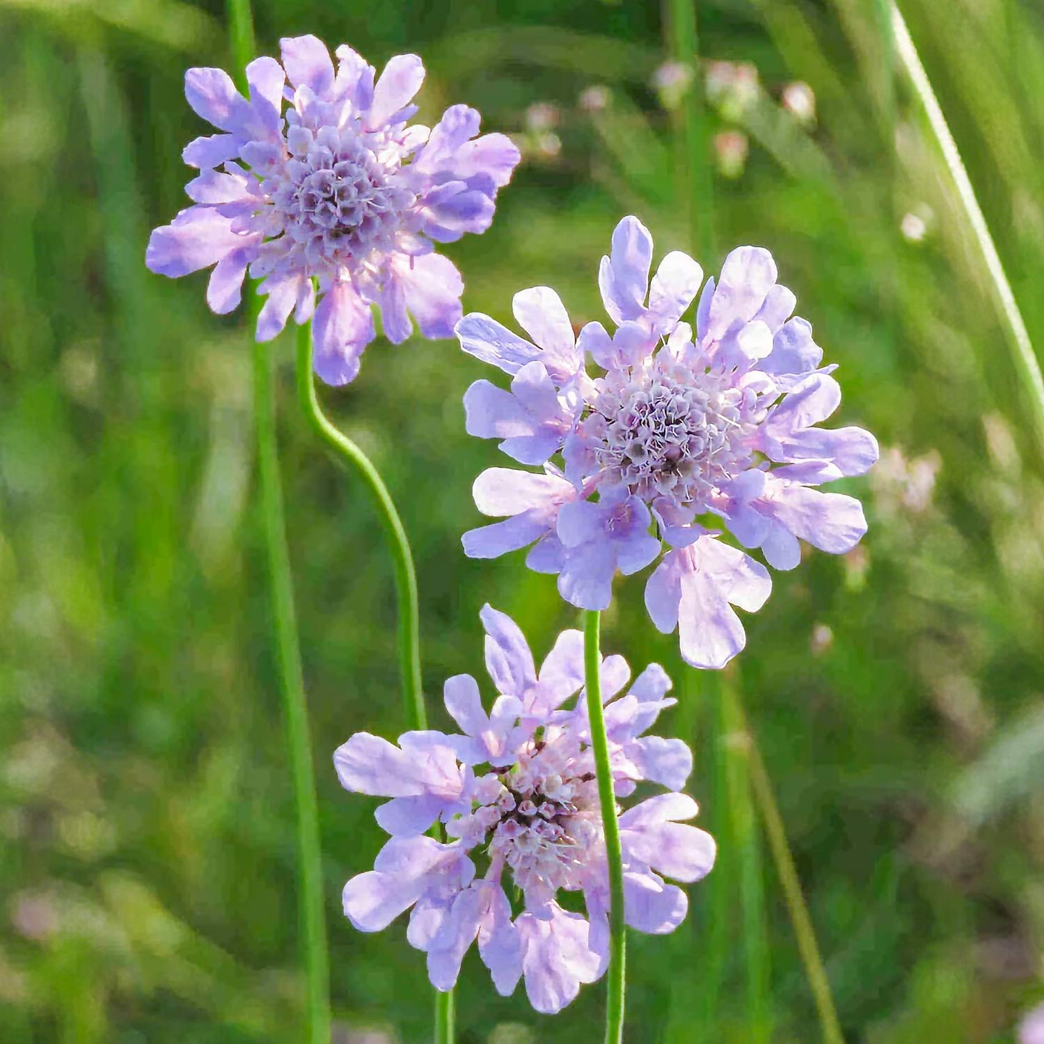 Scabiosa columbaria 'Misty Butterflies'