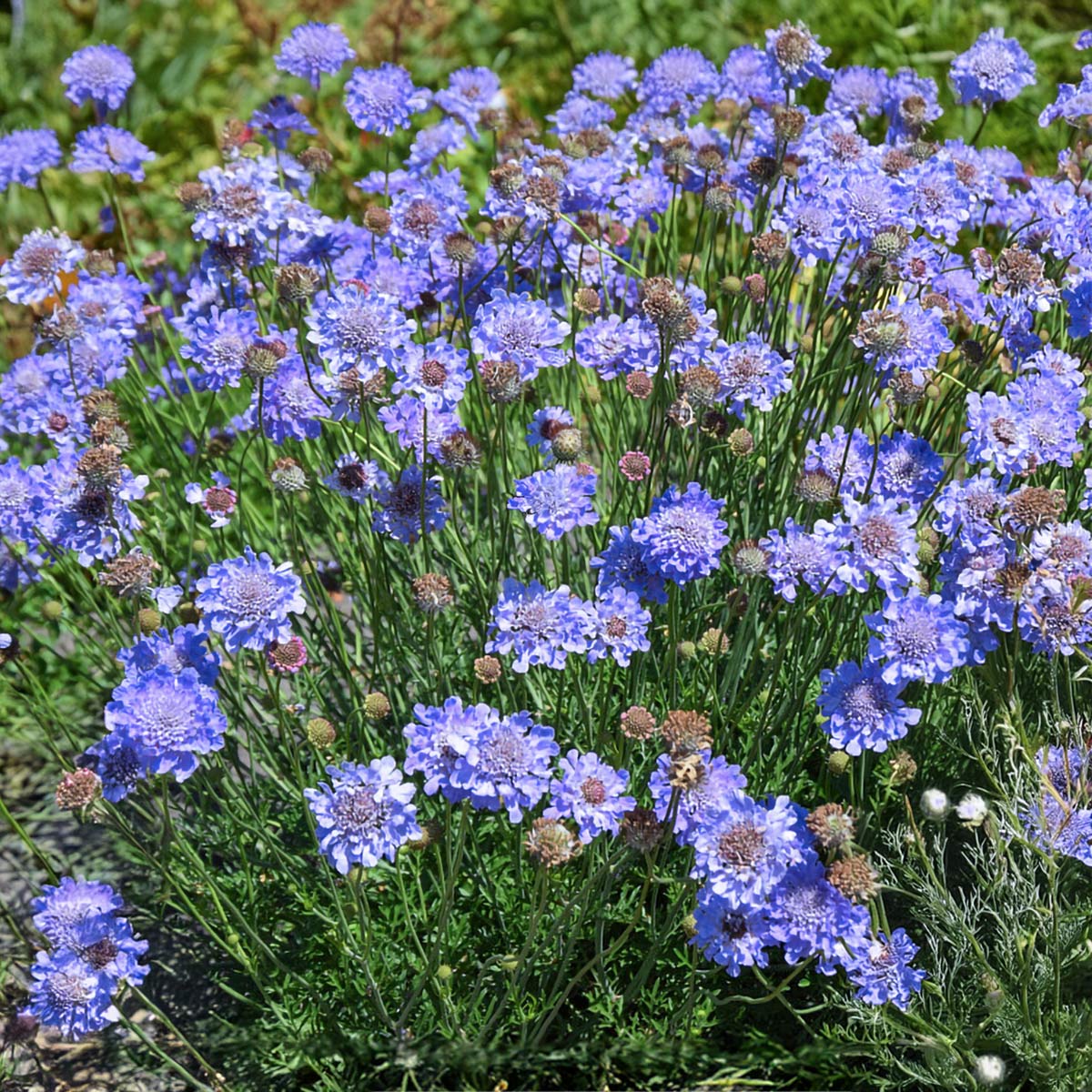 Scabiosa incisa 'Kudo Blue'