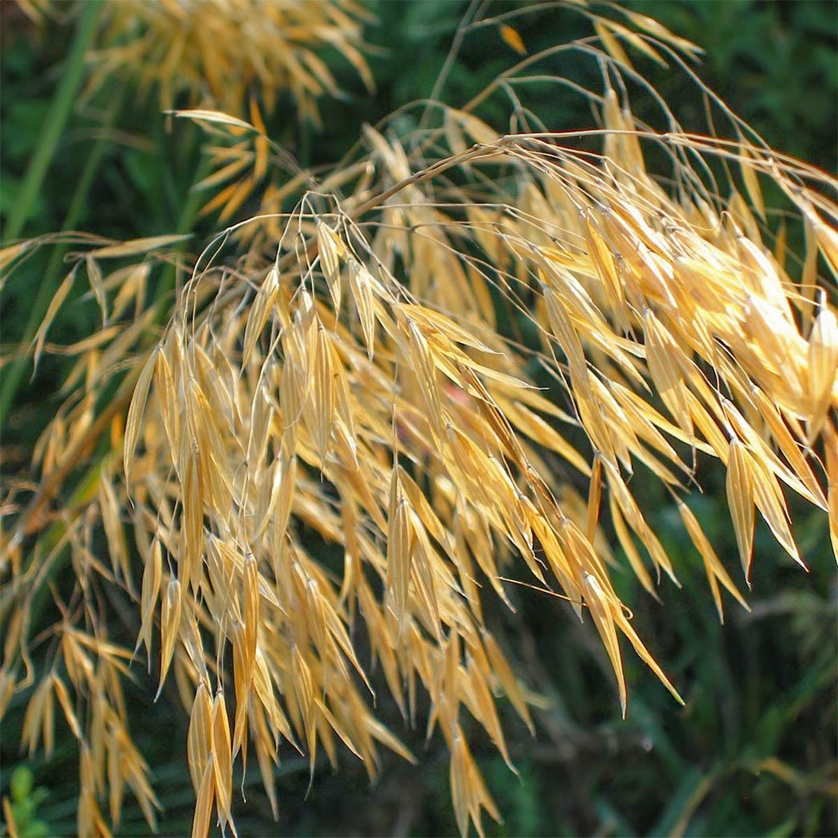 Stipa gigantea 'Alberich'