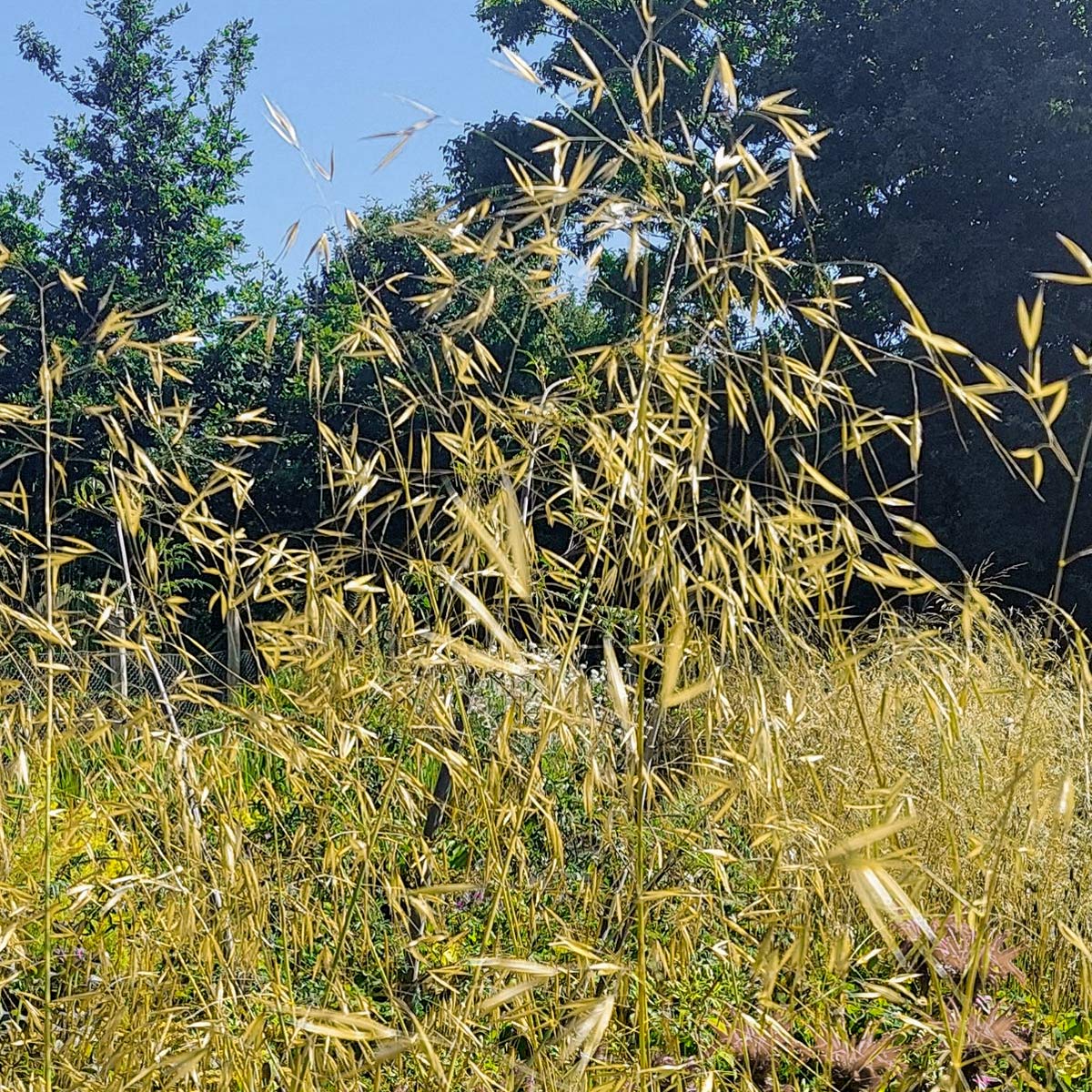 Stipa gigantea 'Alberich'