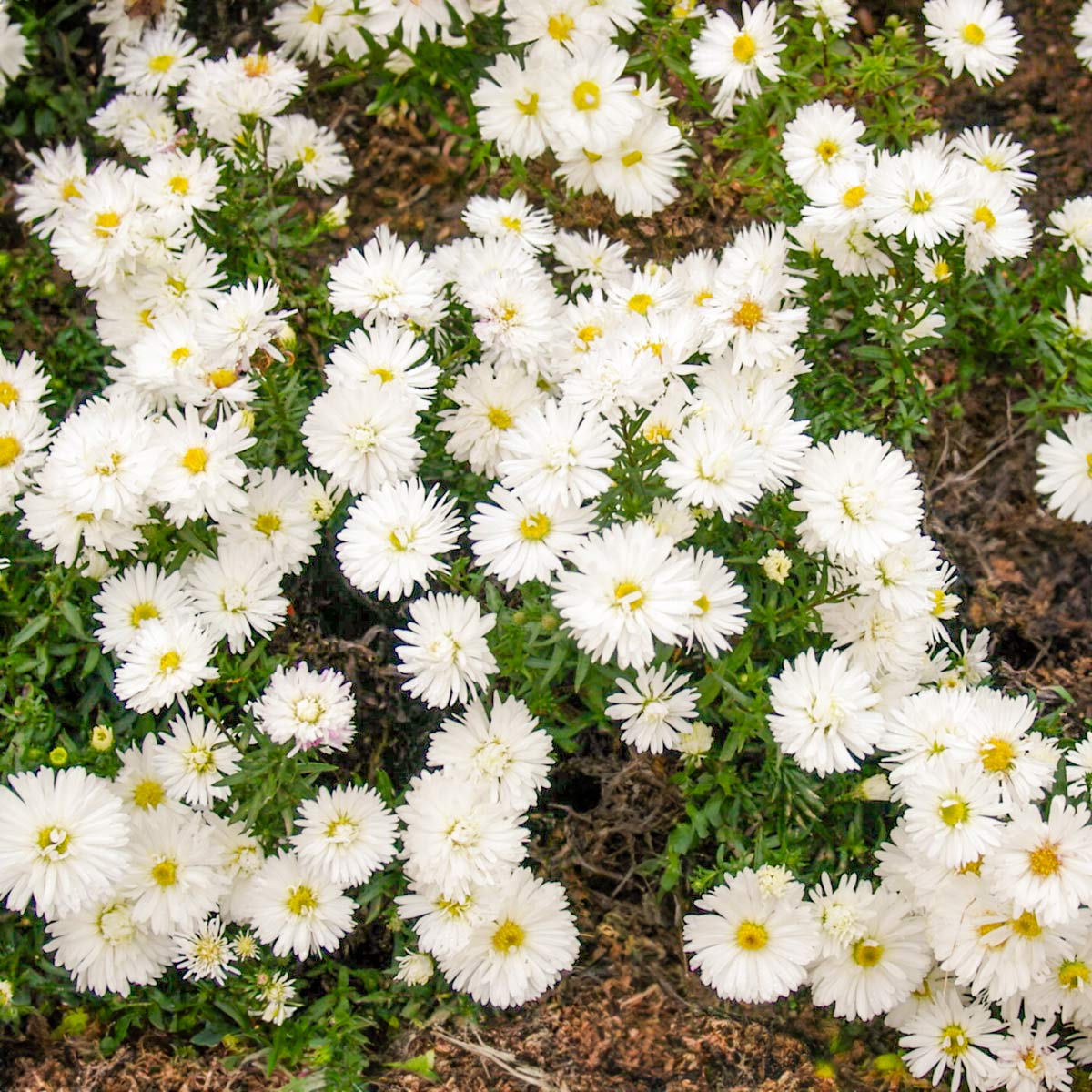 Symphyotrichum novi-belgii 'Snowsprite' (Aster)