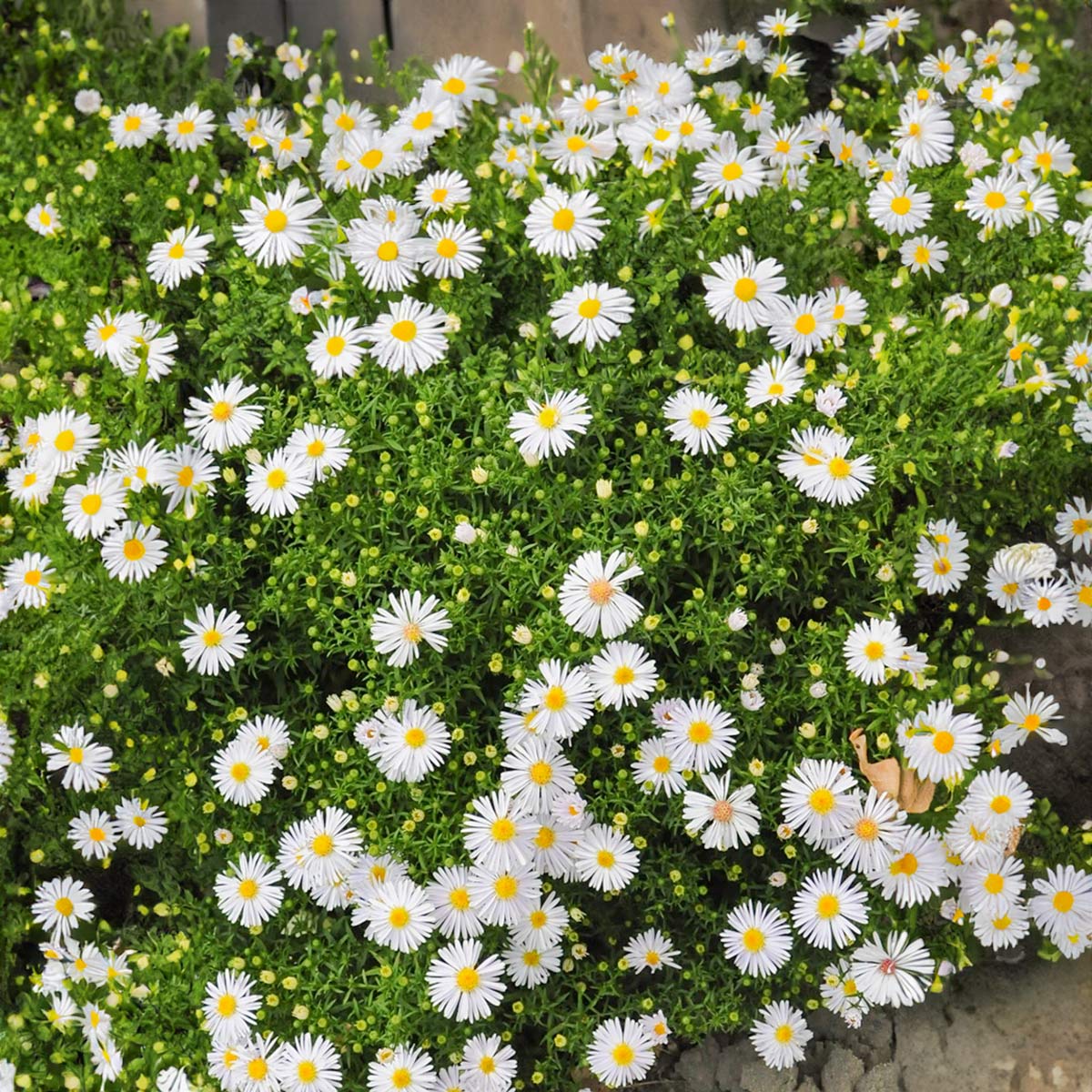 Aster novi-belgii 'Snowsprite'