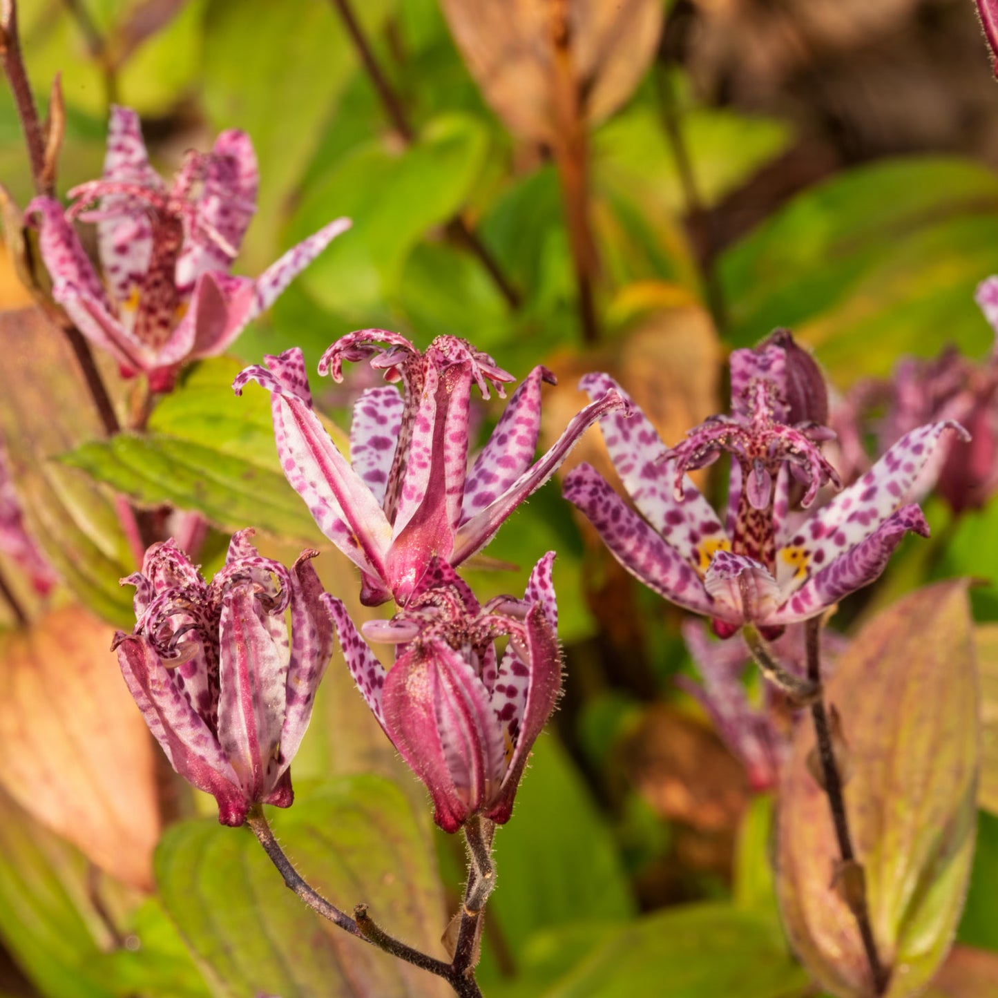 Tricyrtis formosana Stolonifera Group