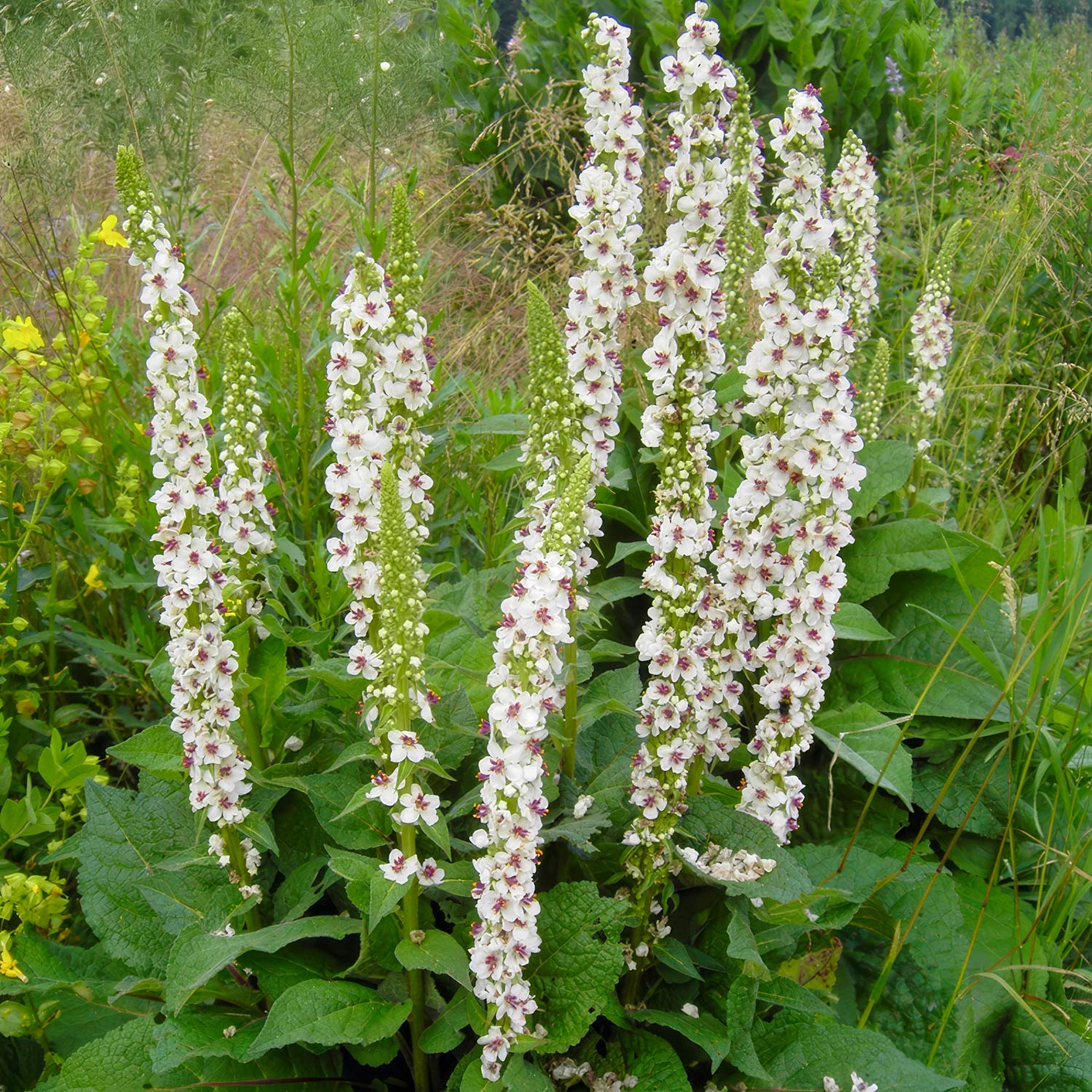 Verbascum nigrum var. album