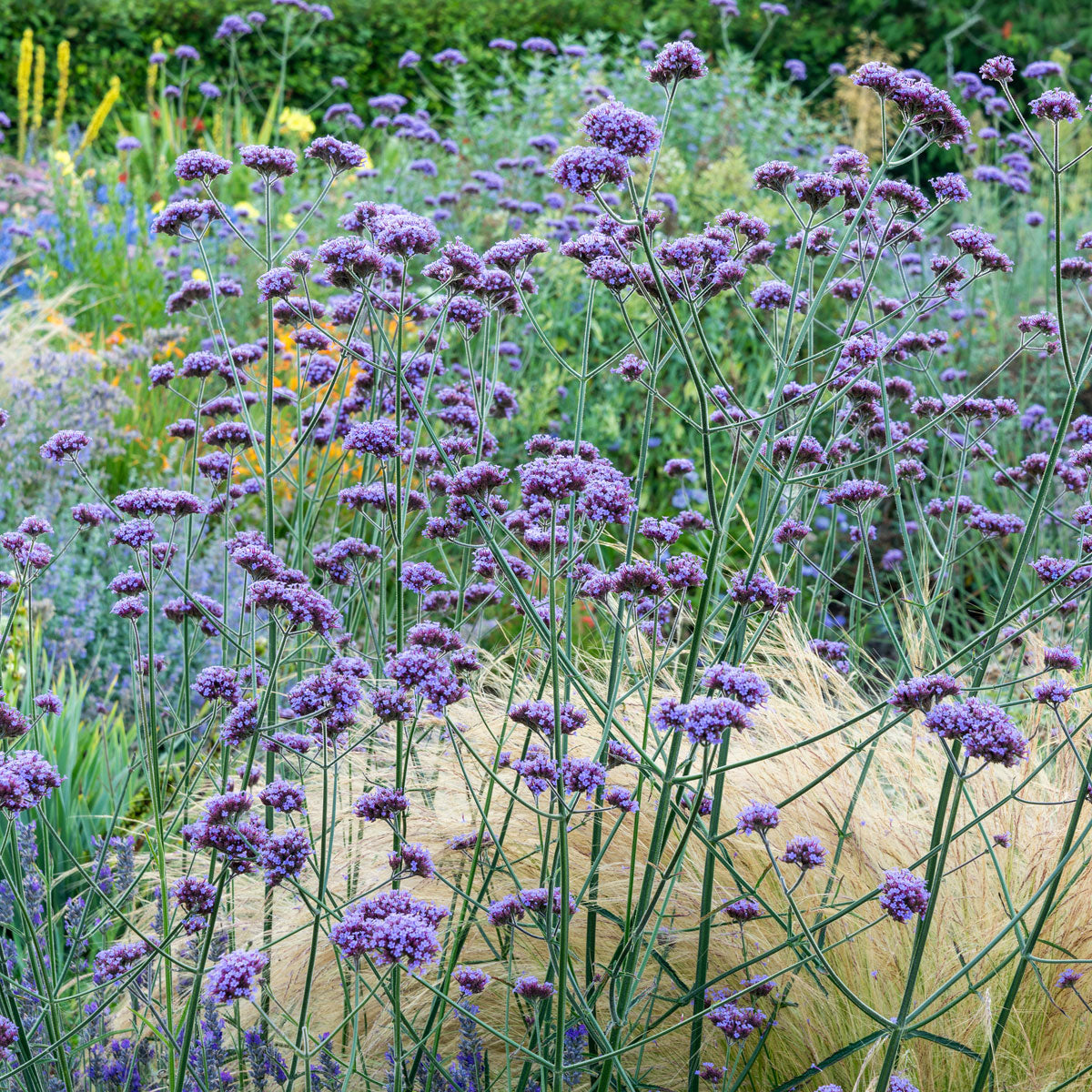 Verbena bonariensis