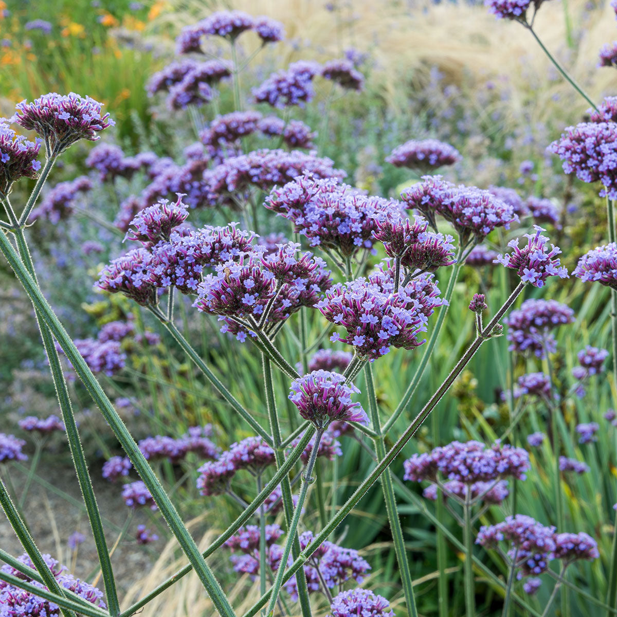 Verbena bonariensis