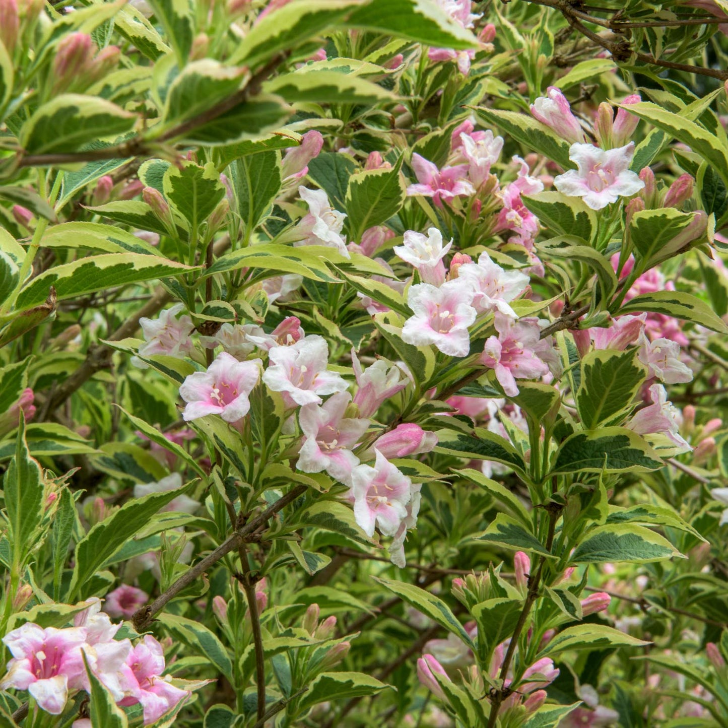 Weigela 'Florida Variegata'