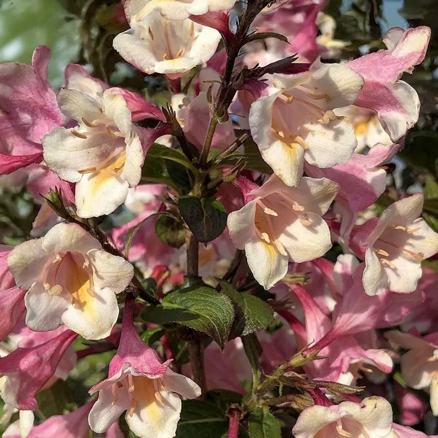 Weigela florida 'Vintage Love'