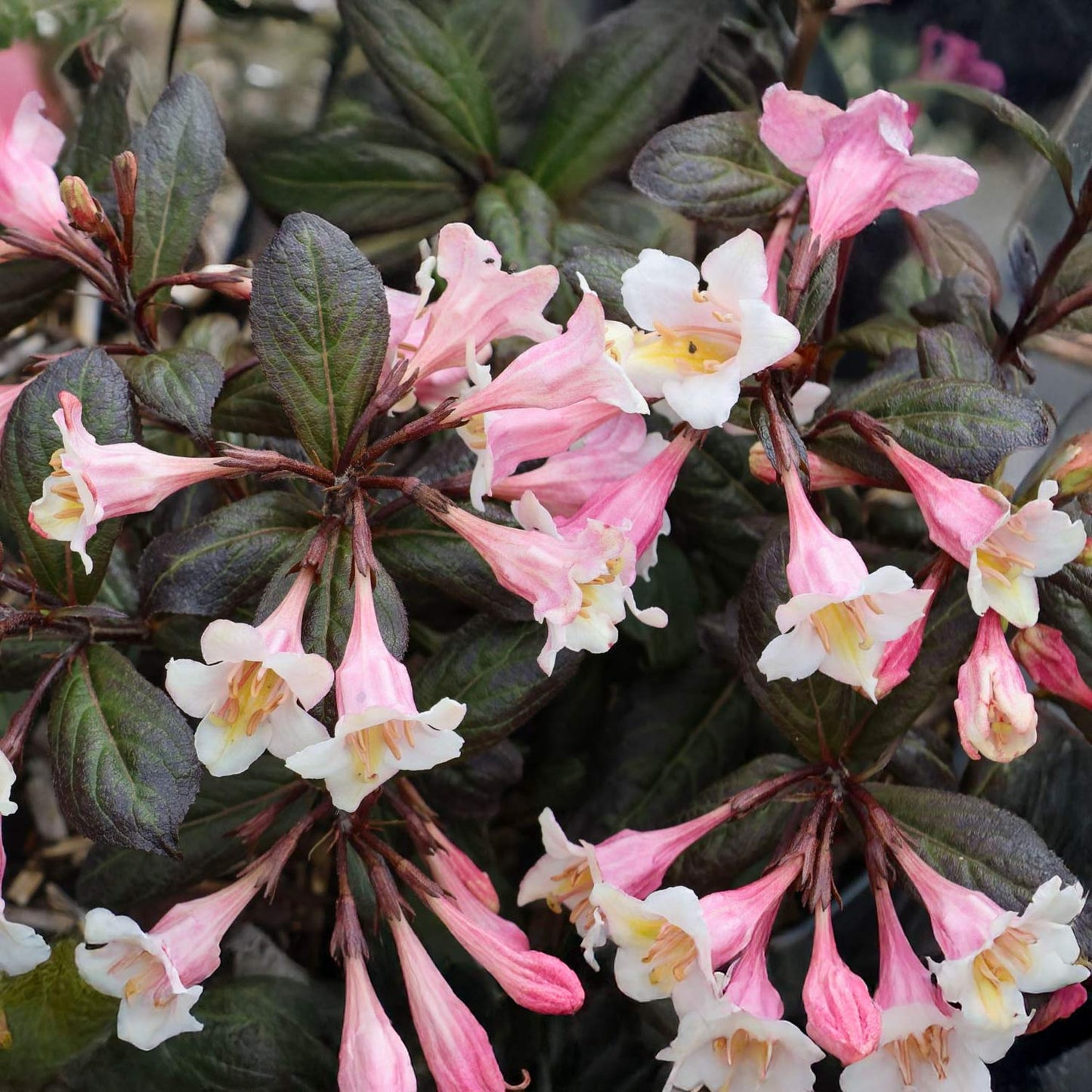 Weigela florida 'Vintage Love'