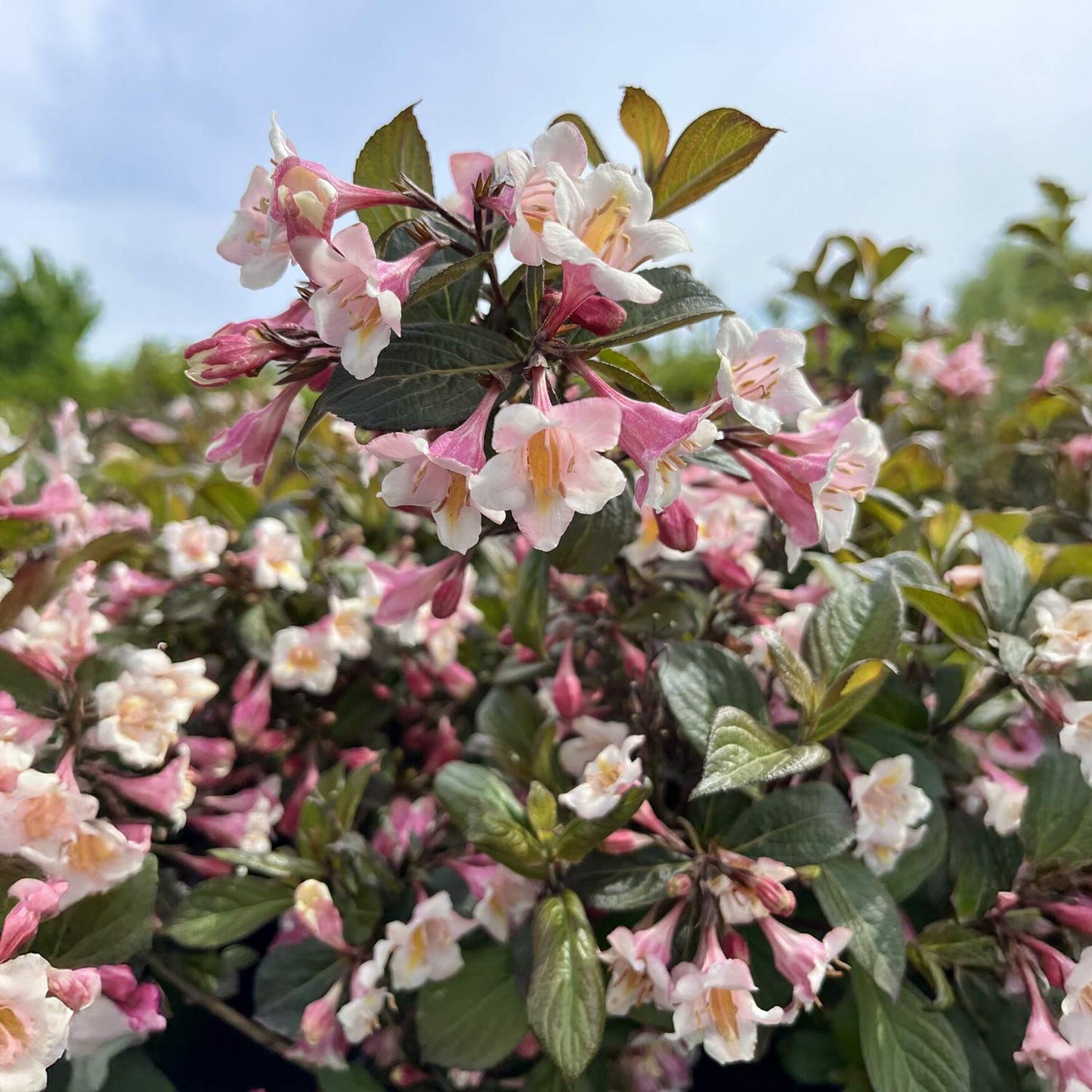 Weigela florida 'Vintage Love'