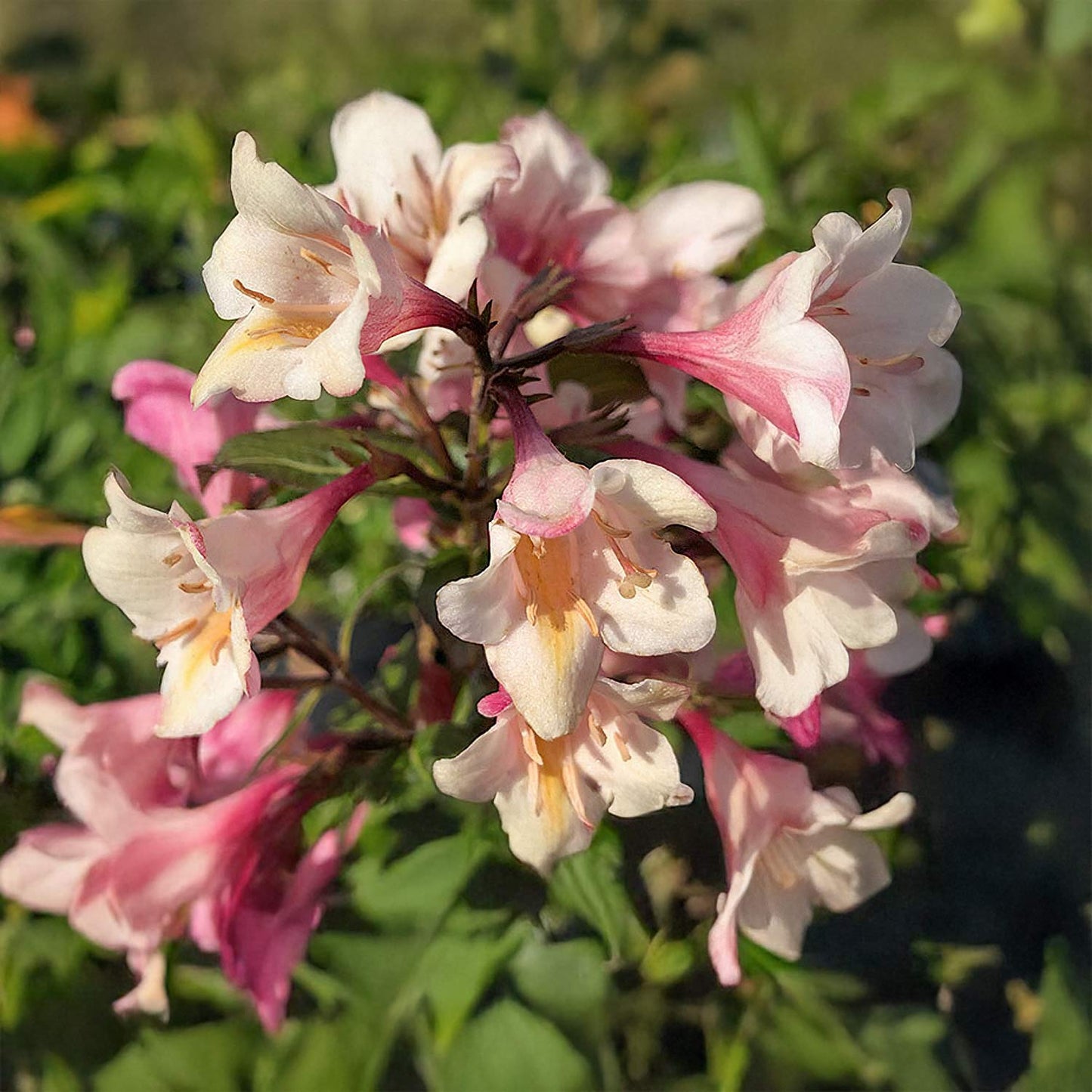 Weigela florida 'Vintage Love'