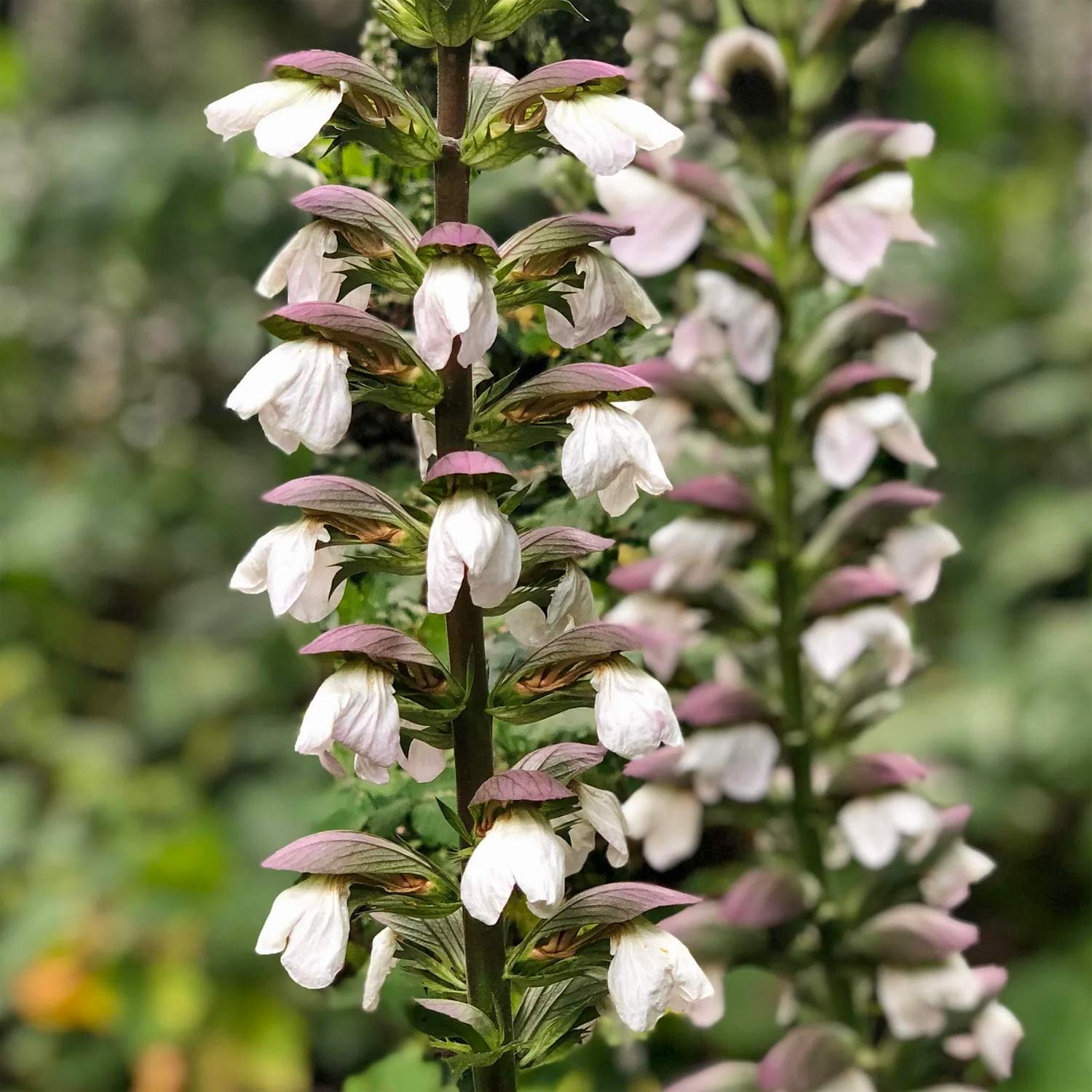 Acanthus mollis
