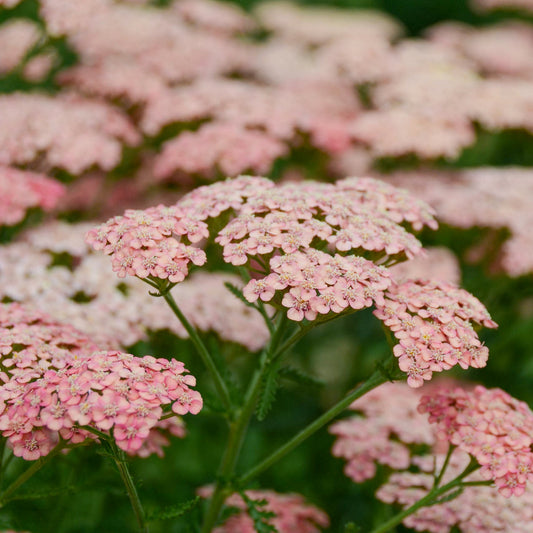 Achillea millefolium 'Apricot Delight'
