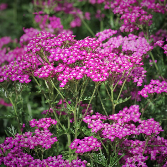 Achillea millefolium 'Cerise Queen'