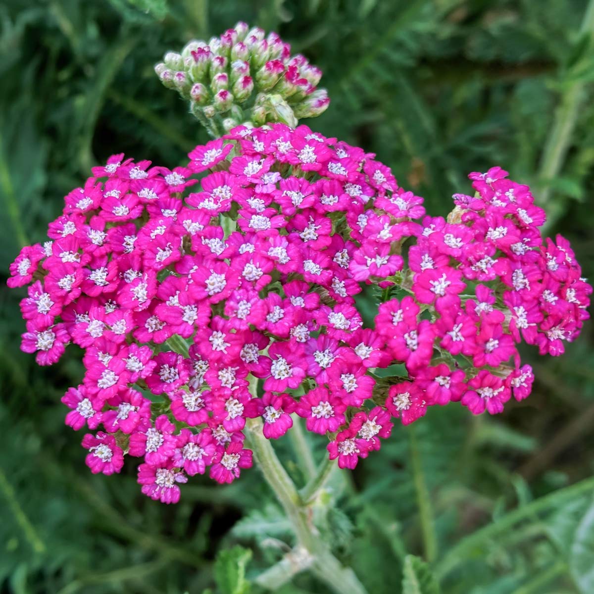 Achillea millefolium 'Cerise Queen'