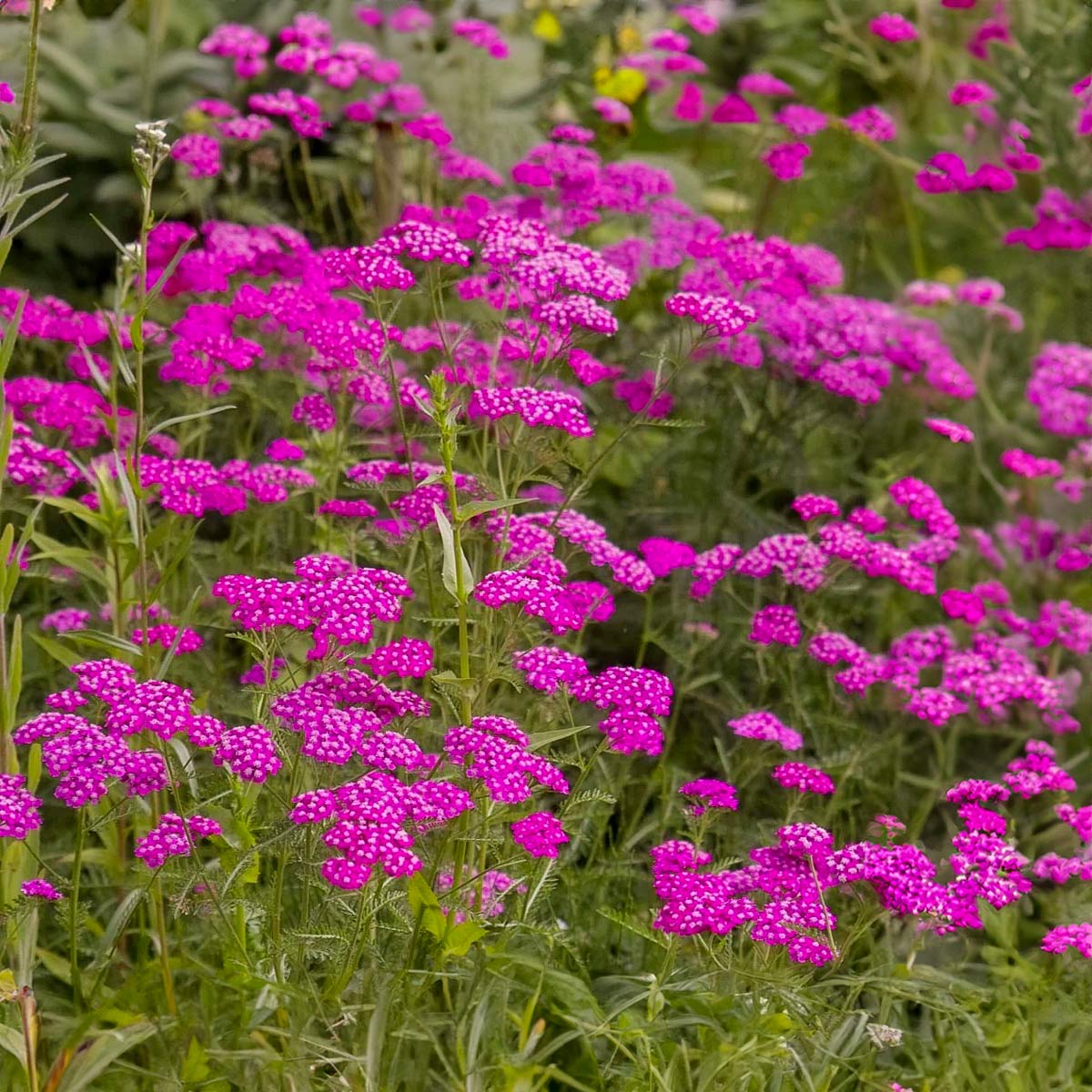 Achillea millefolium 'Cerise Queen'