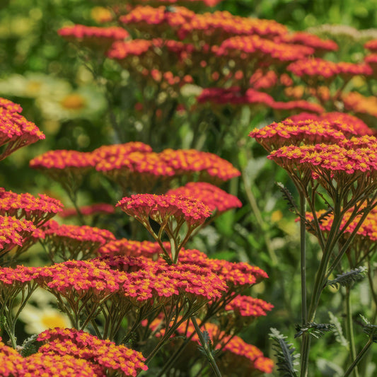 Achillea 'Walther Funcke'. Close-up of vibrant red and orange yarrow flowers with green stems and leaves in a garden setting.