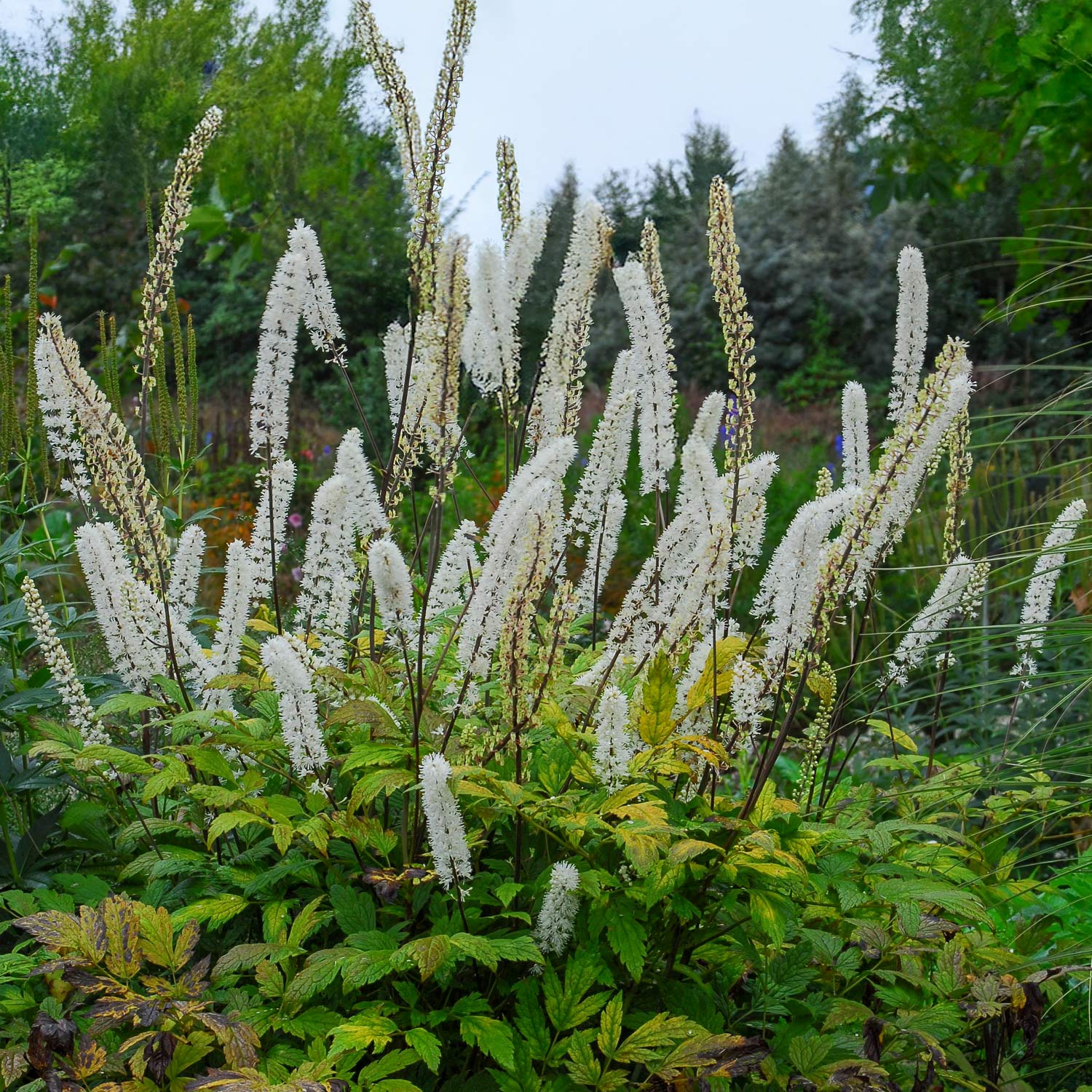 Actaea matsumurae 'White Pearl'