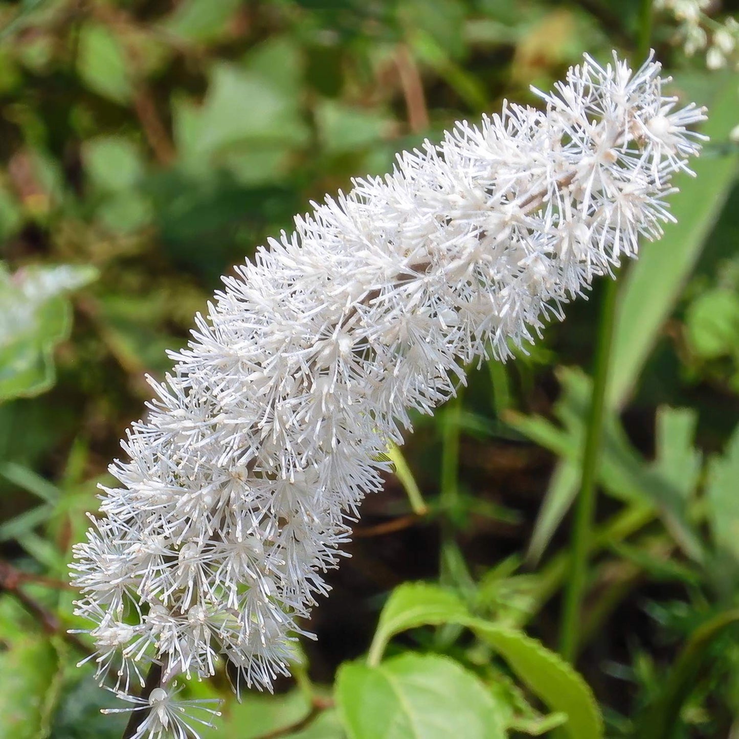 Actaea matsumurae 'White Pearl'