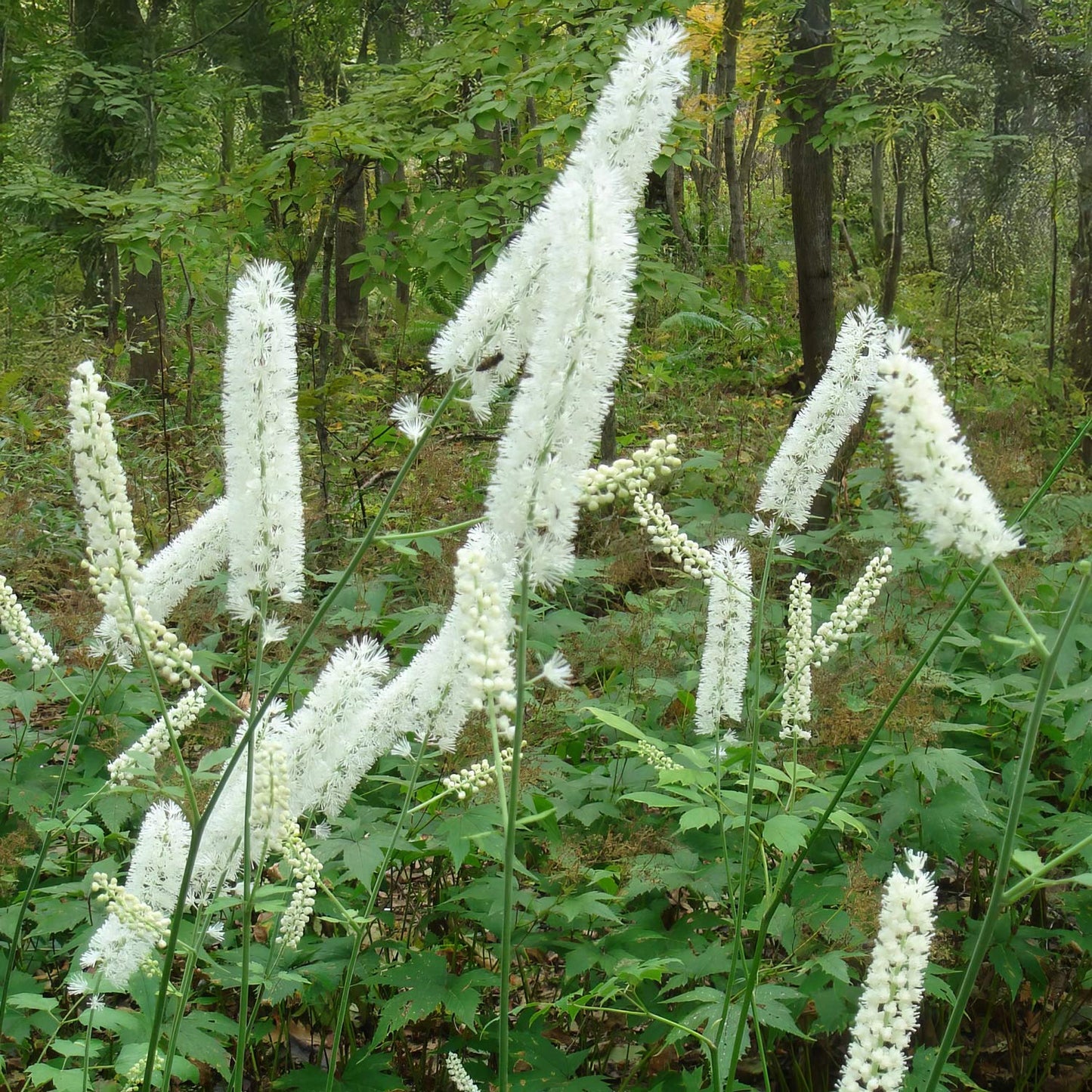 Actaea matsumurae 'White Pearl'