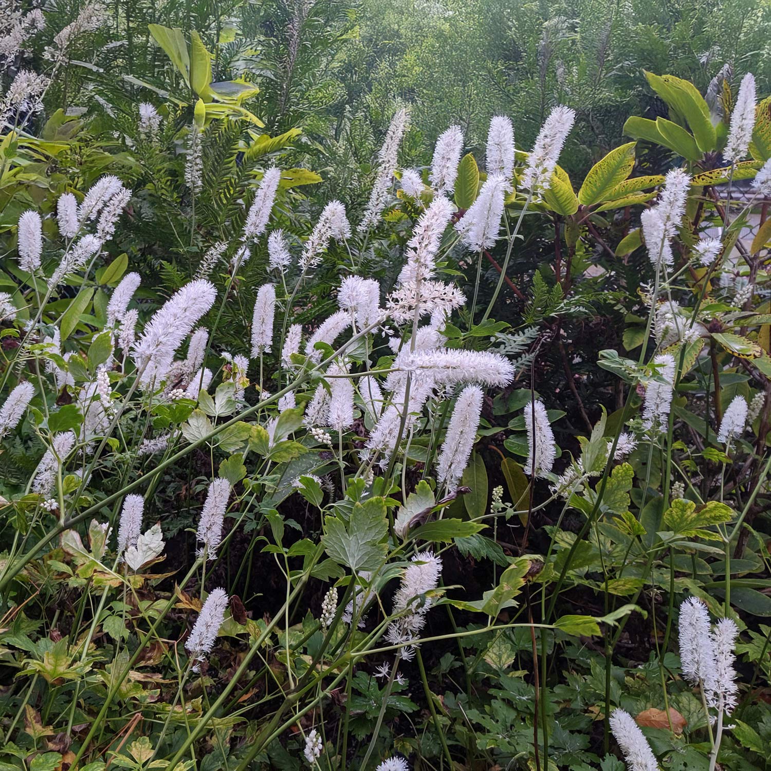 Actaea matsumurae 'White Pearl'