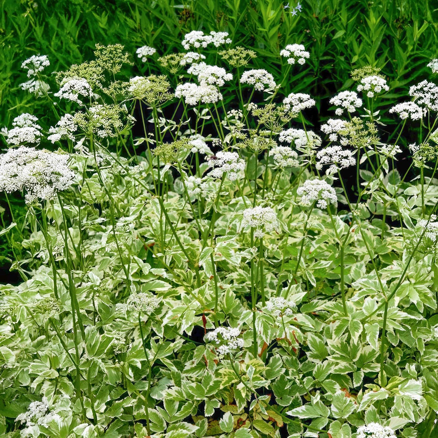 Aegopodium podagraria 'Variegatum'