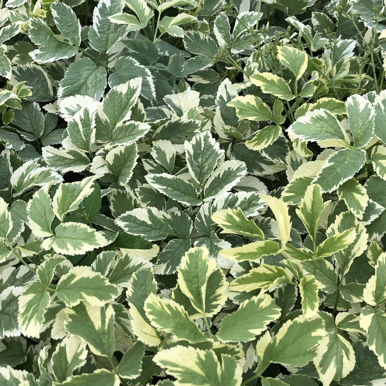 Aegopodium podagraria 'Variegatum'