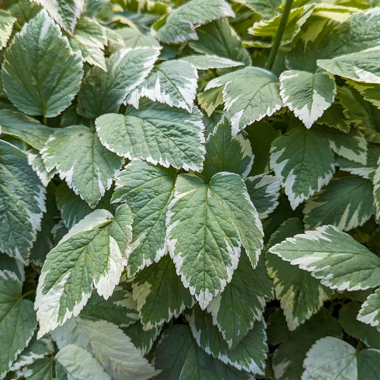 Aegopodium podagraria 'Variegatum'