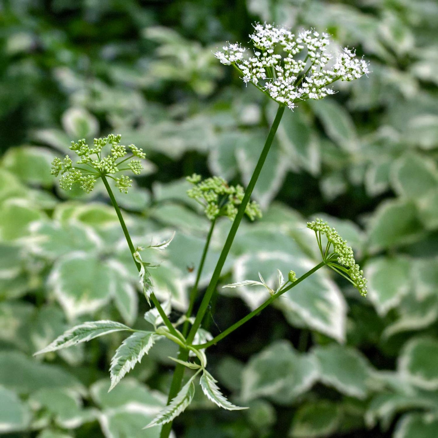 Aegopodium podagraria 'Variegatum'