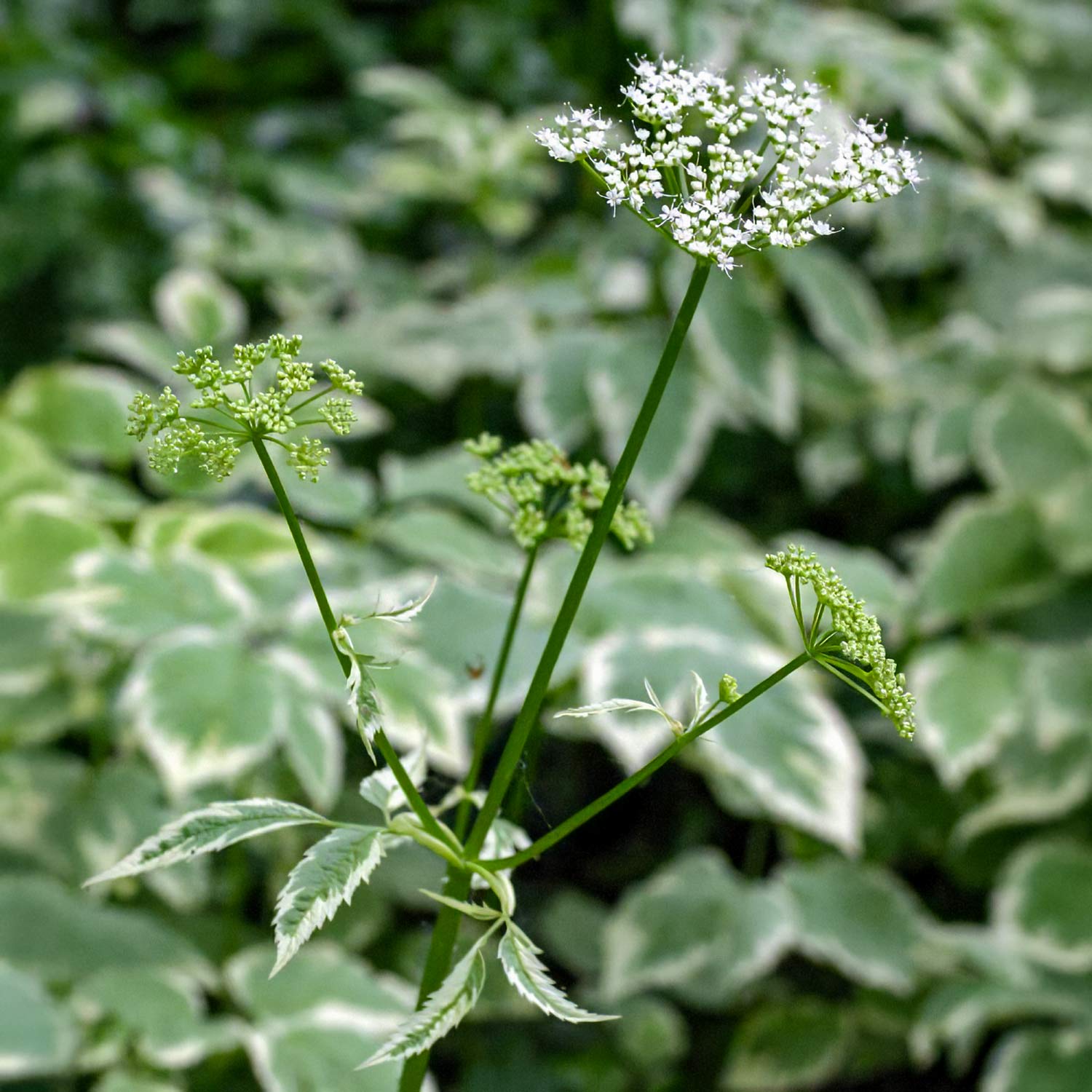 Aegopodium podagraria 'Variegatum'