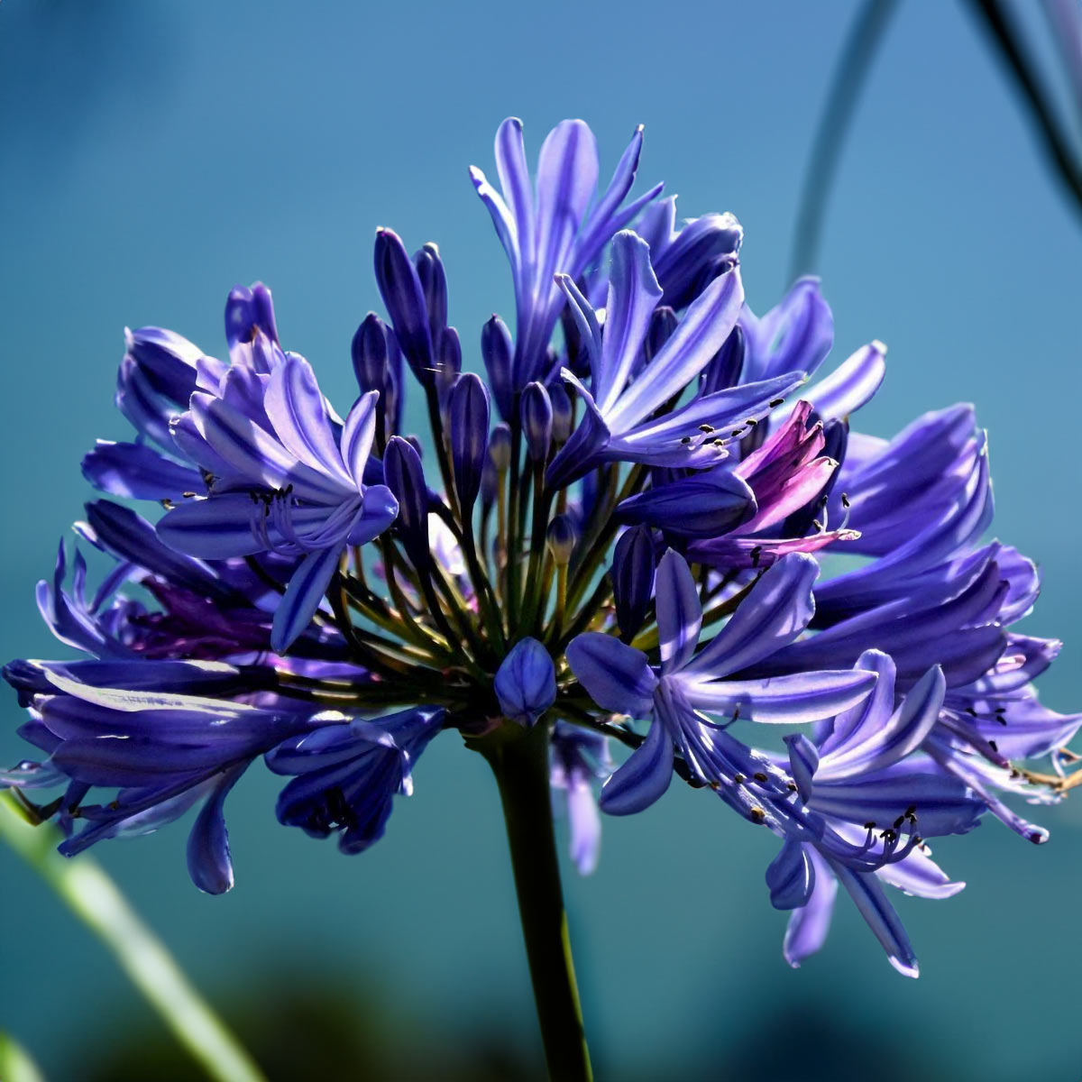 Agapanthus 'Back in Black'