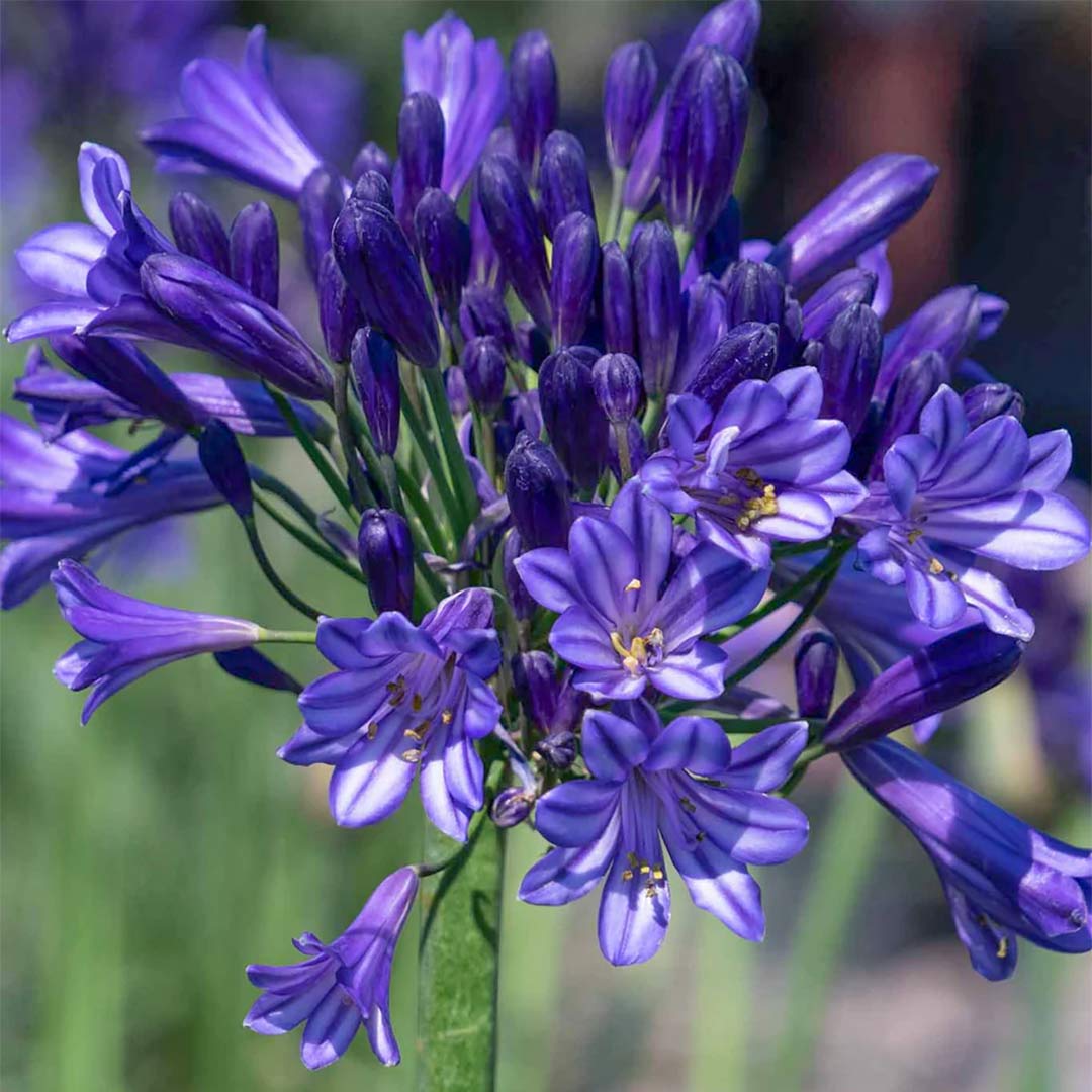Agapanthus 'Black Pantha' (African Lily)