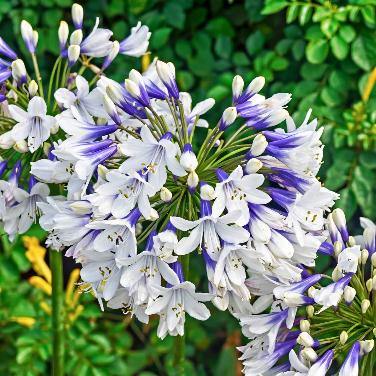 Agapanthus 'Twister'