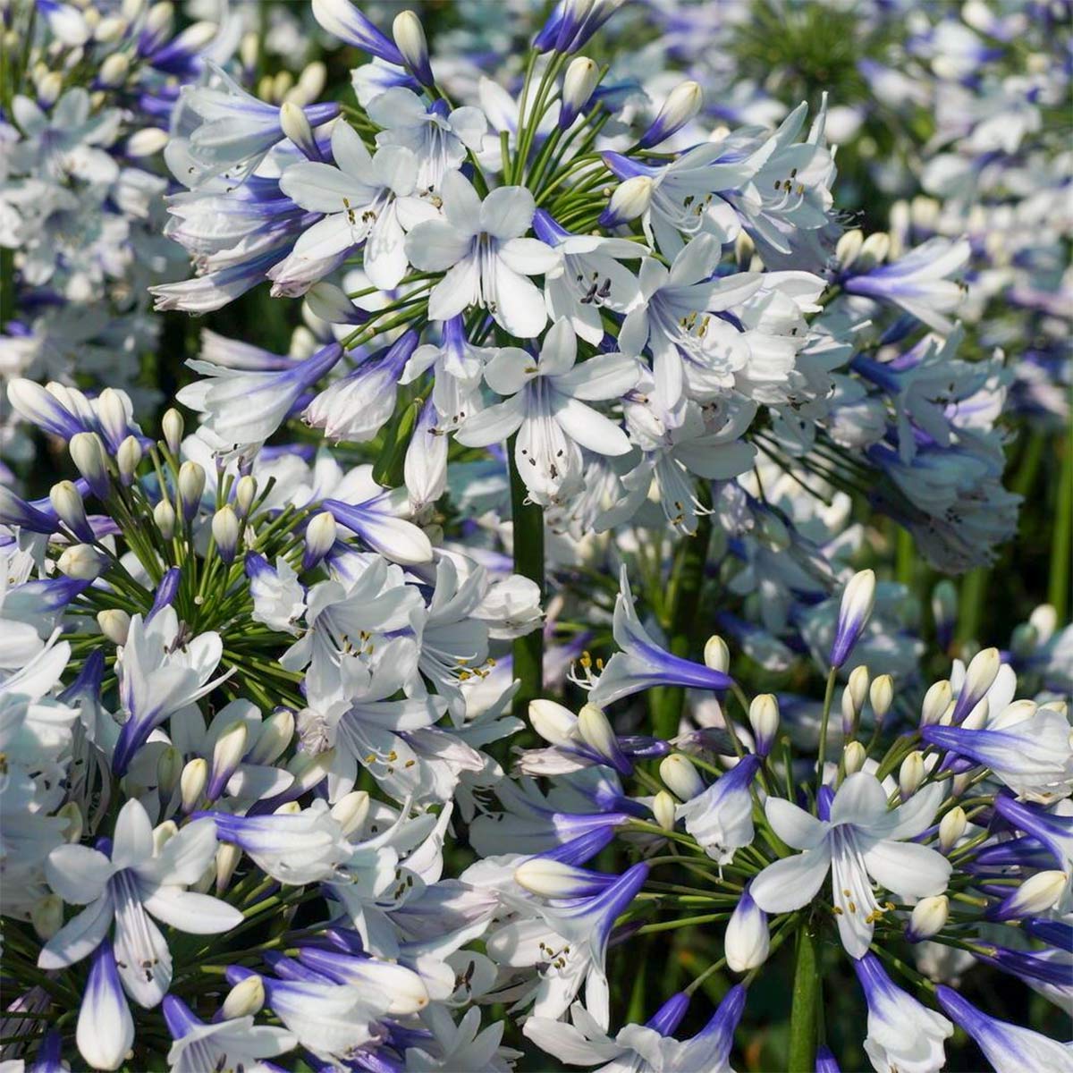Agapanthus 'Twister'