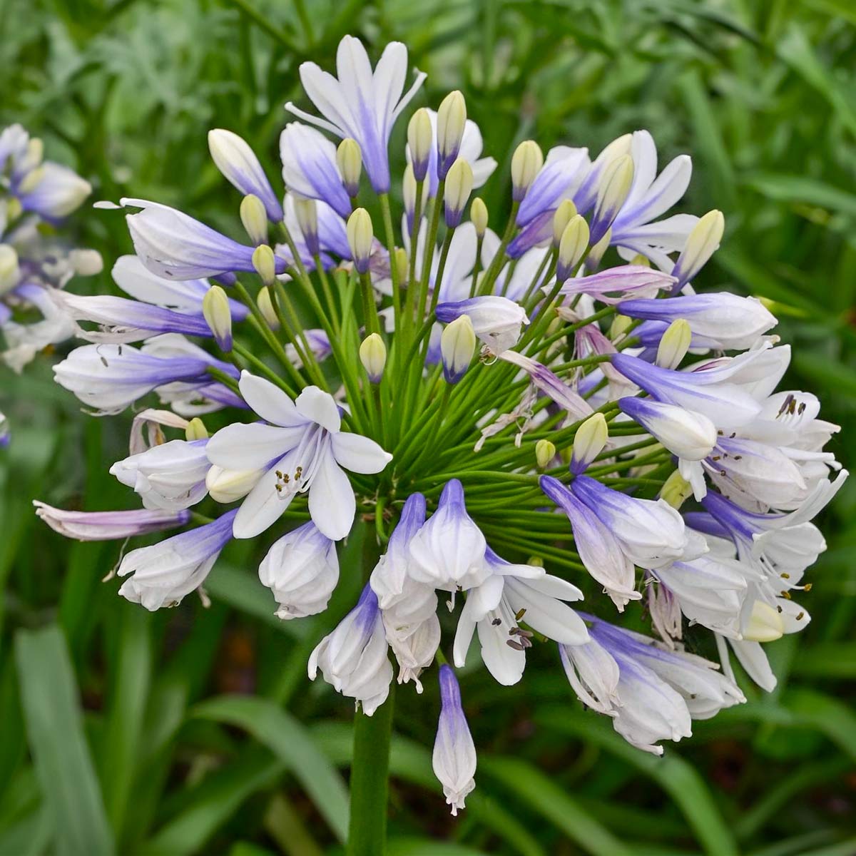 Agapanthus 'Twister'