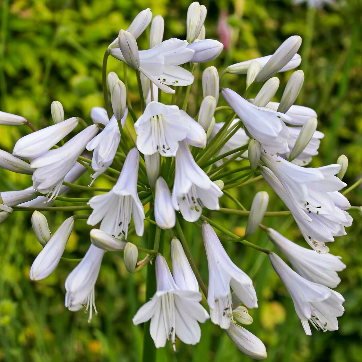 Agapanthus 'Windsor Grey'